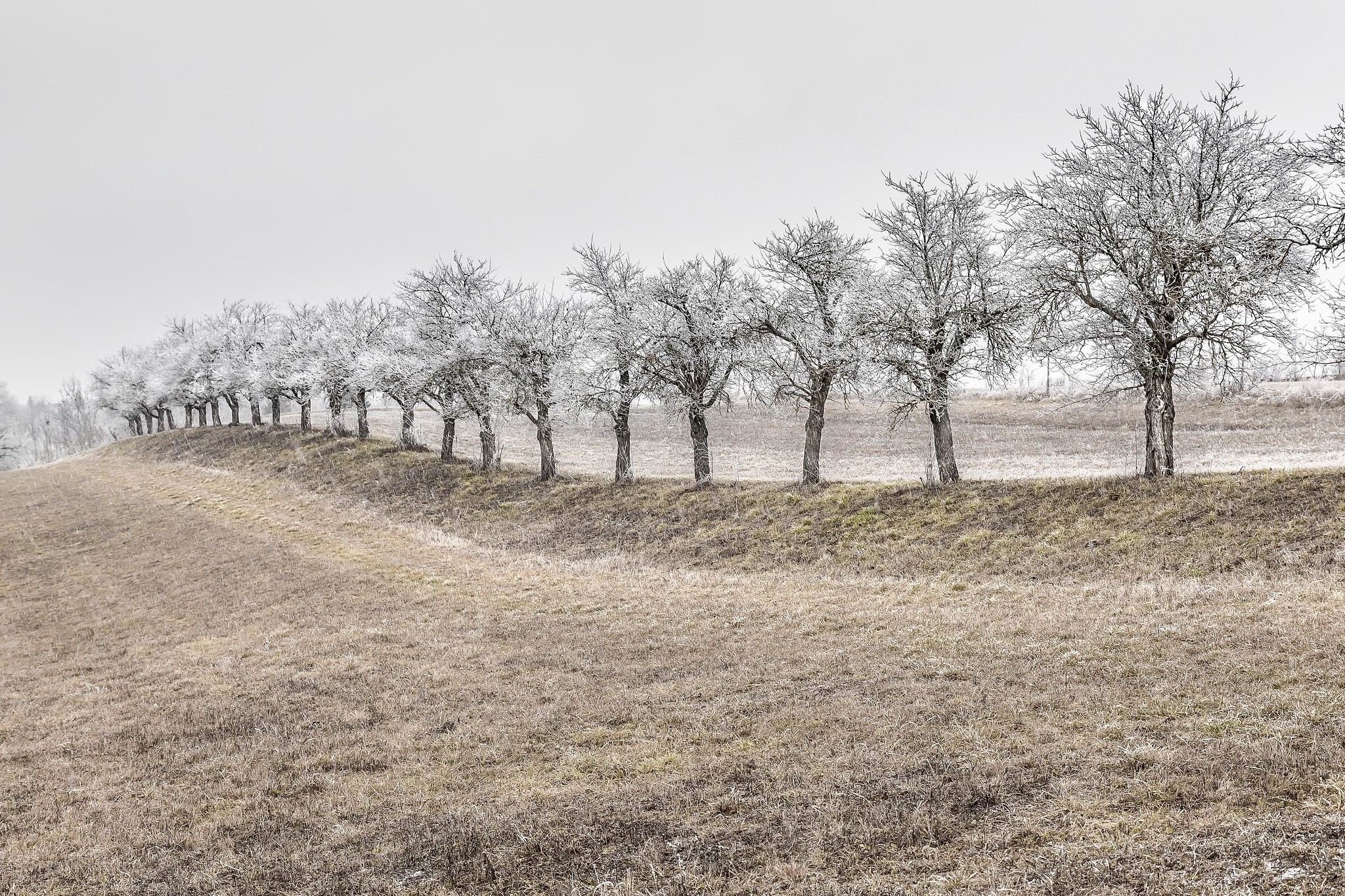 Row of frosted trees on a winter field HD Wallpaper