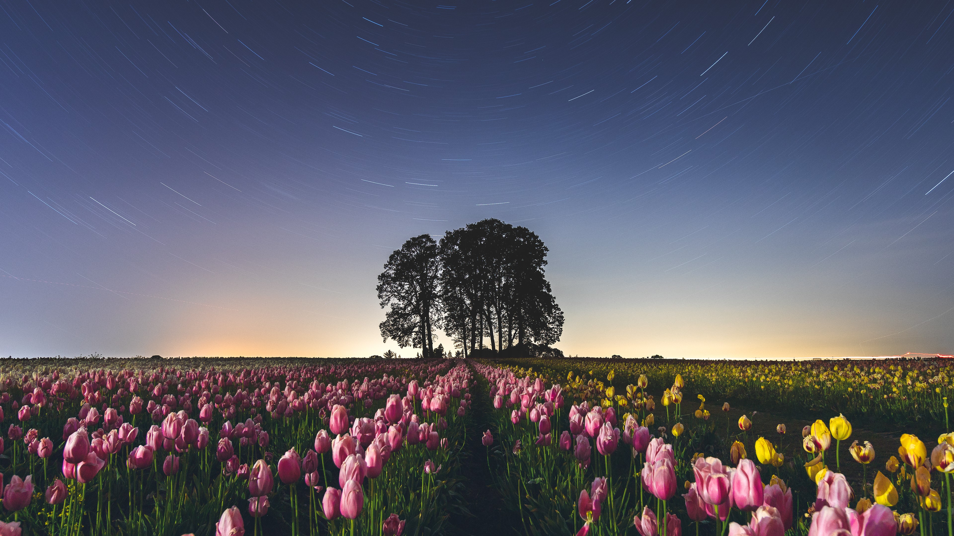Tulip Farm at Night with Star Trails in Oregon HD Wallpaper