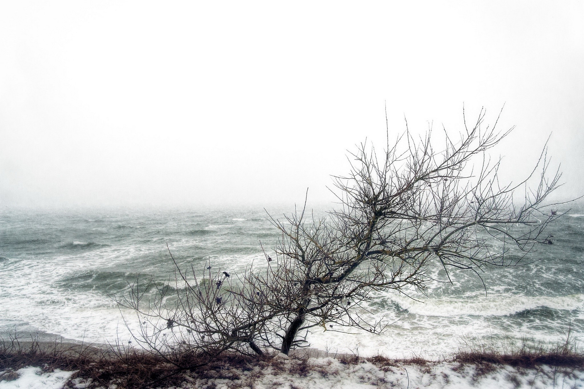 Bare tree on a snowy shore overlooking a stormy sea HD Wallpaper