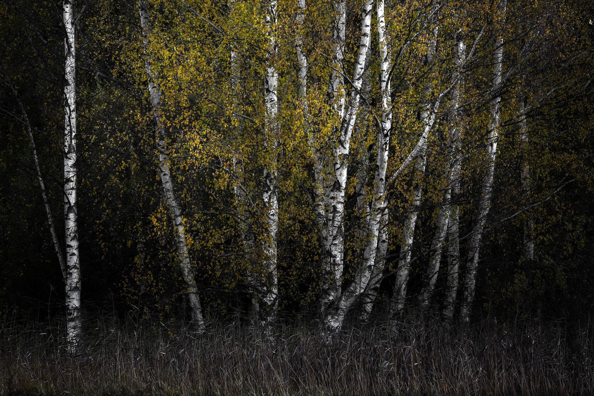 Birch trees with yellow leaves in a dark forest HD Wallpaper
