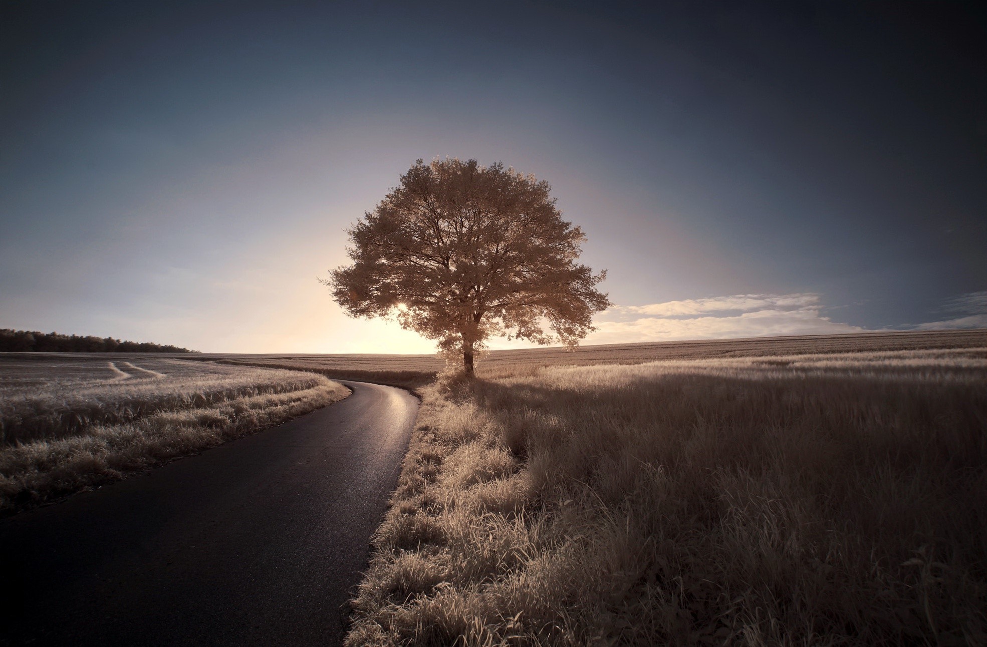 Lone tree on a winding road at sunset HD Wallpaper