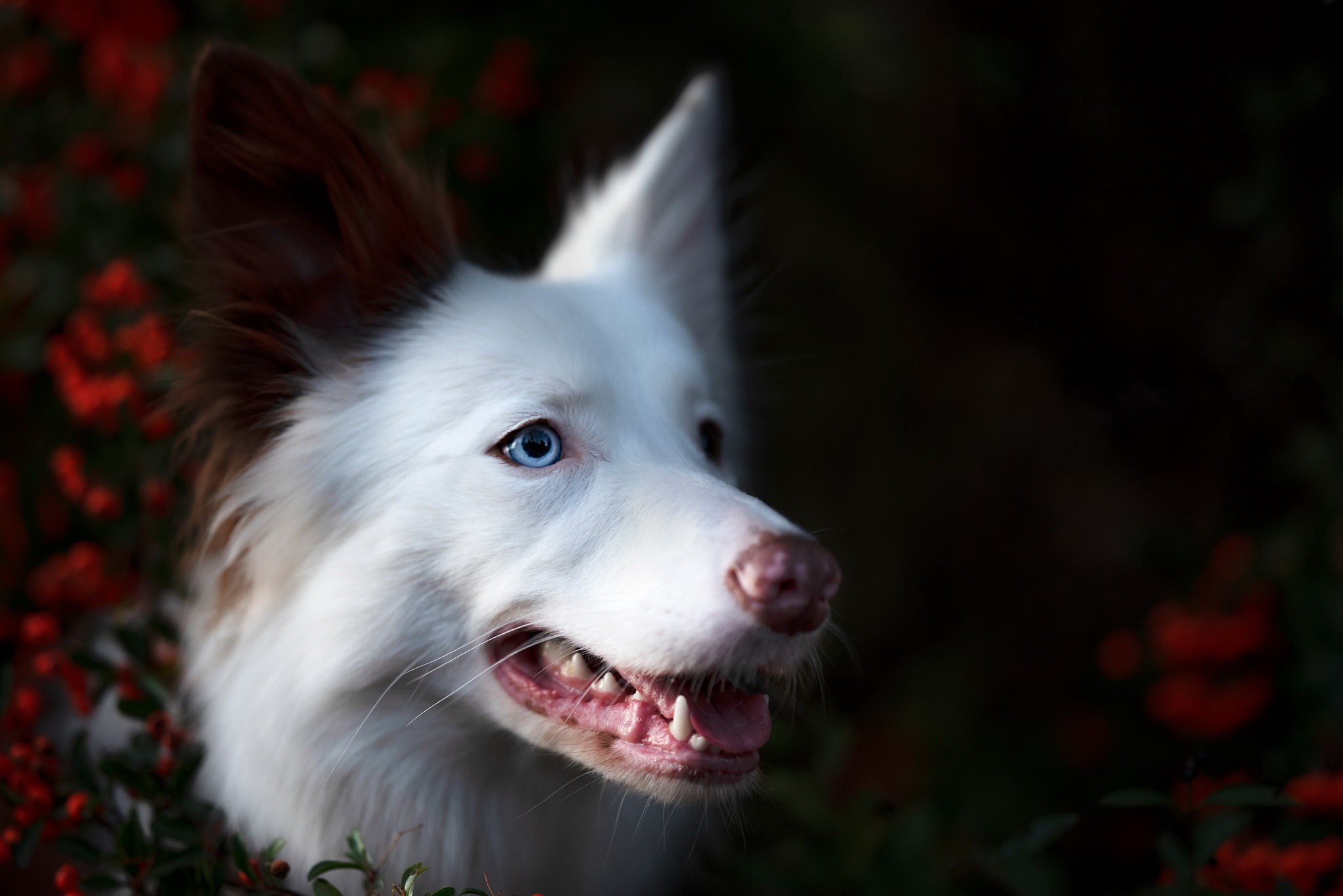 White dog with blue eyes in red berries HD Wallpaper