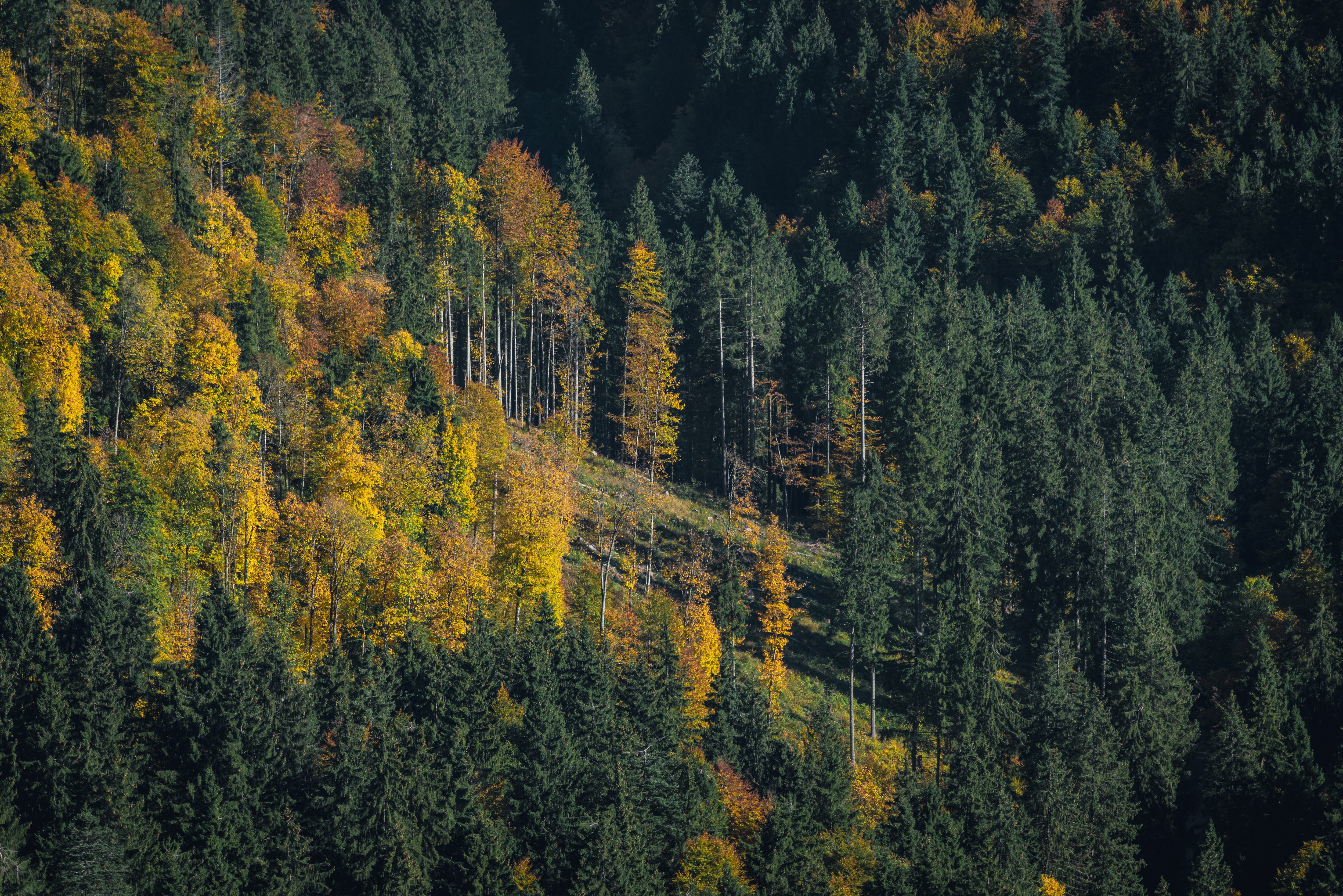 Autumn forest landscape with colorful trees HD Wallpaper