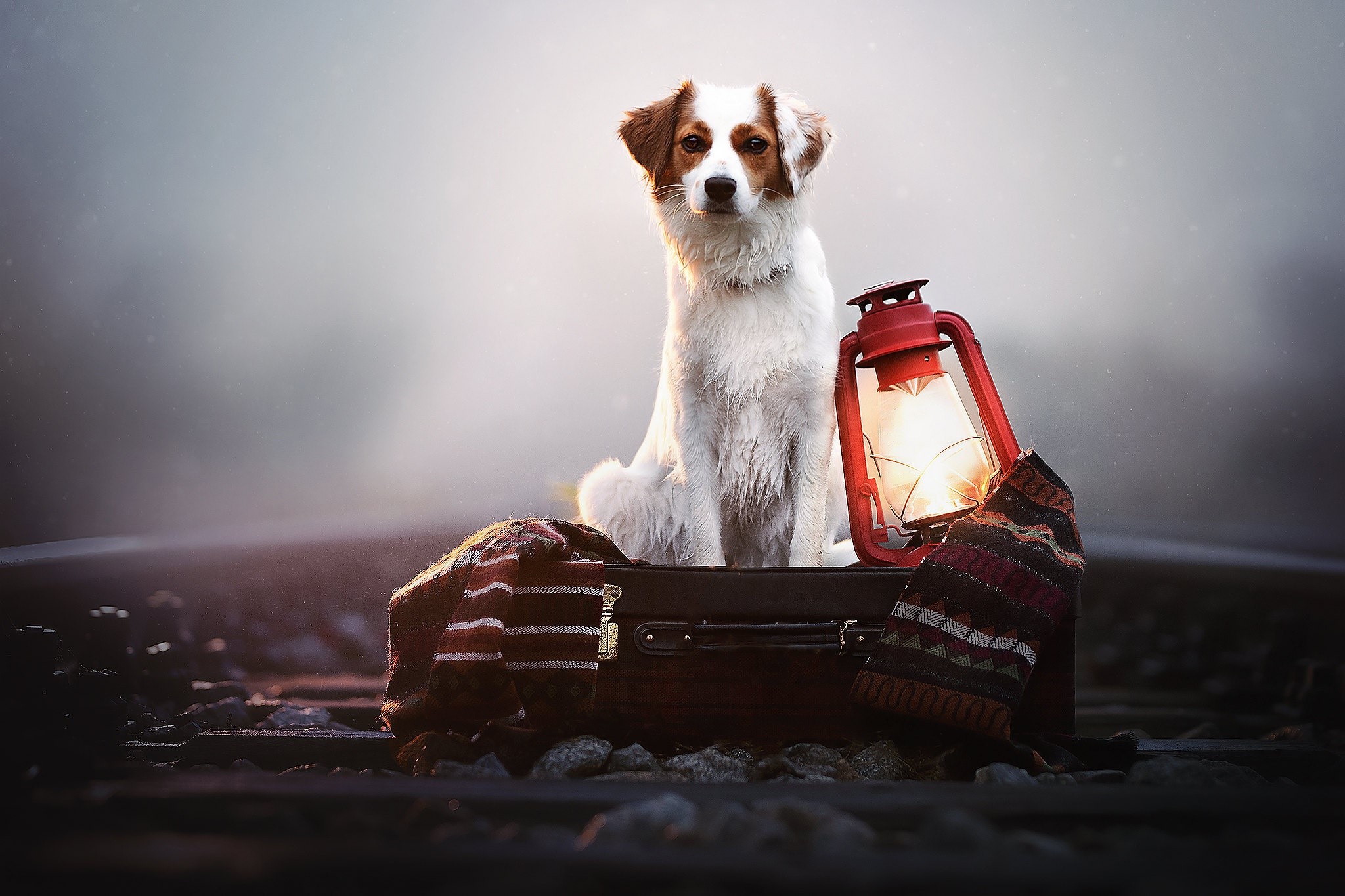 Dog sitting on a suitcase with a lantern on train tracks HD Wallpaper