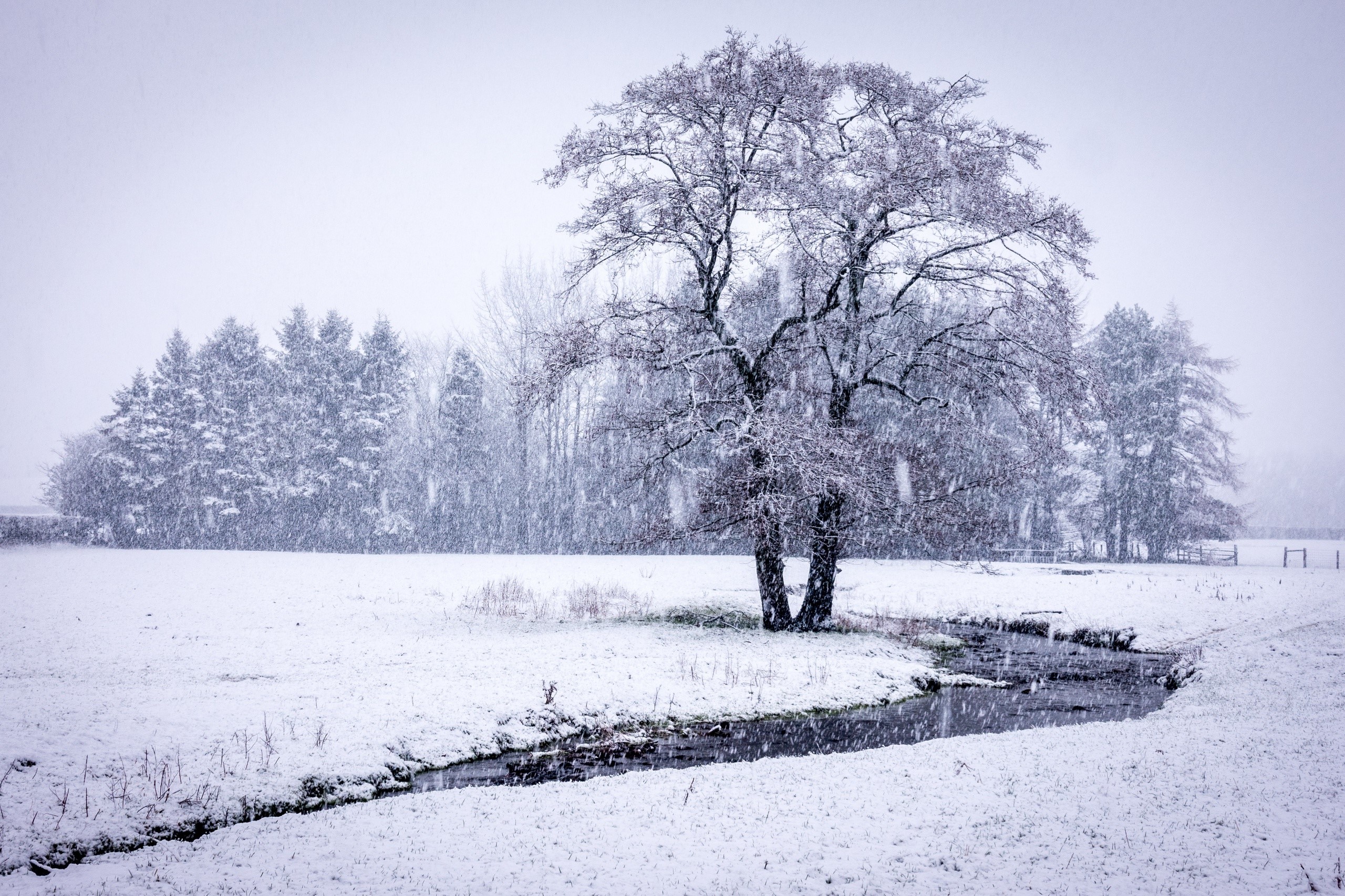 Snowy landscape with trees and a stream HD Wallpaper