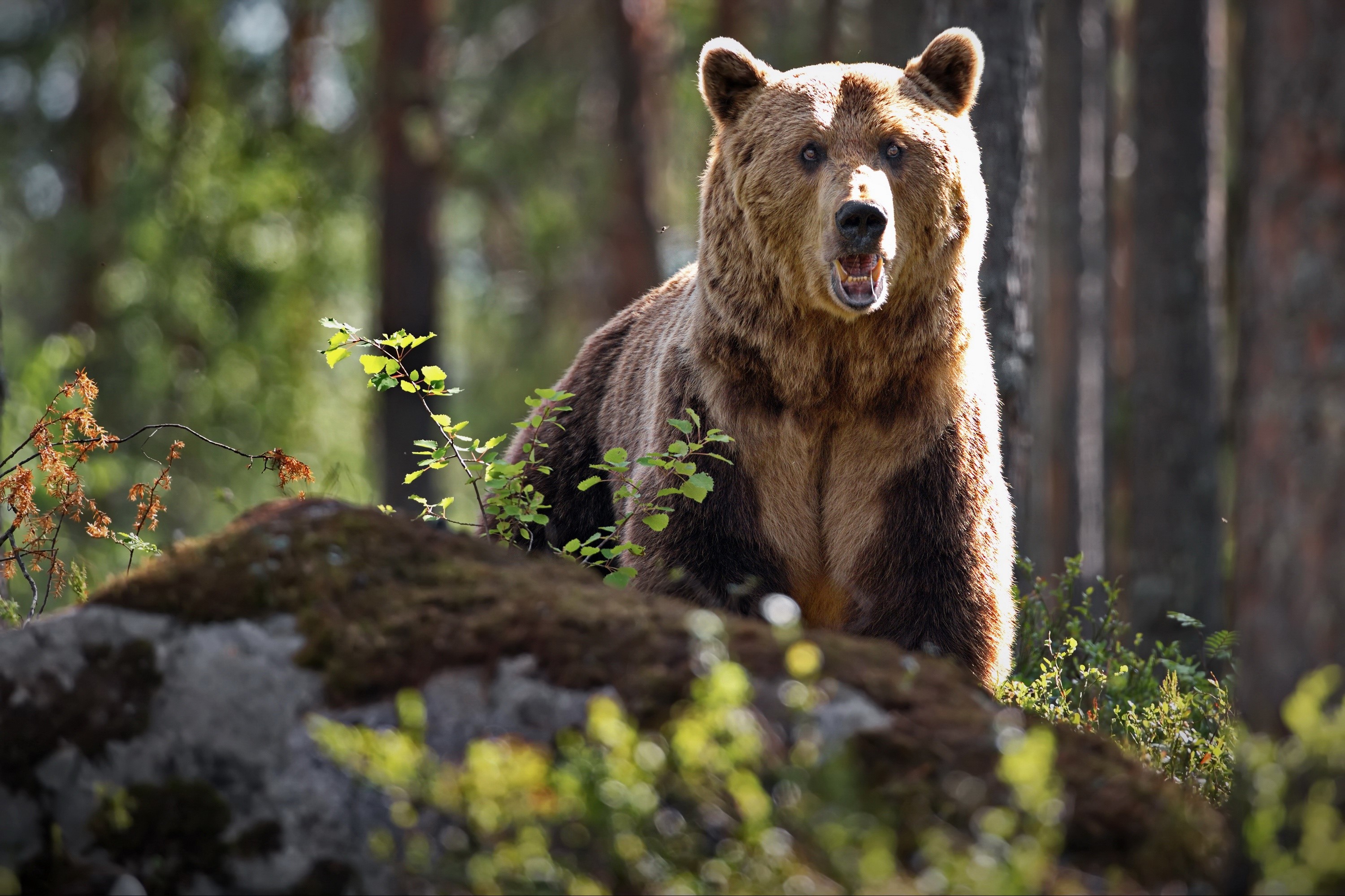 Brown bear in a forest HD Wallpaper