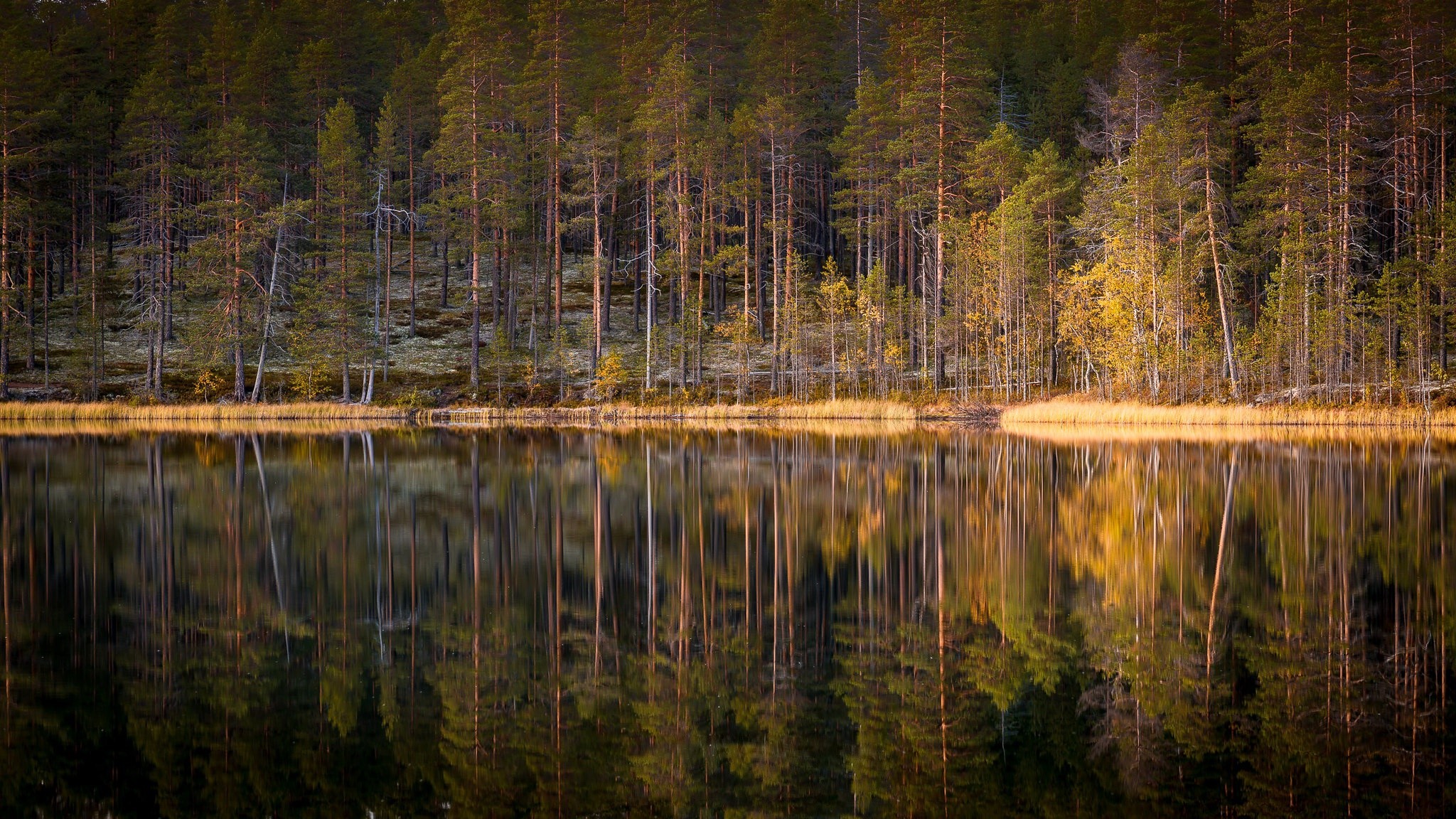 Forest reflected in a calm lake during fall HD Wallpaper