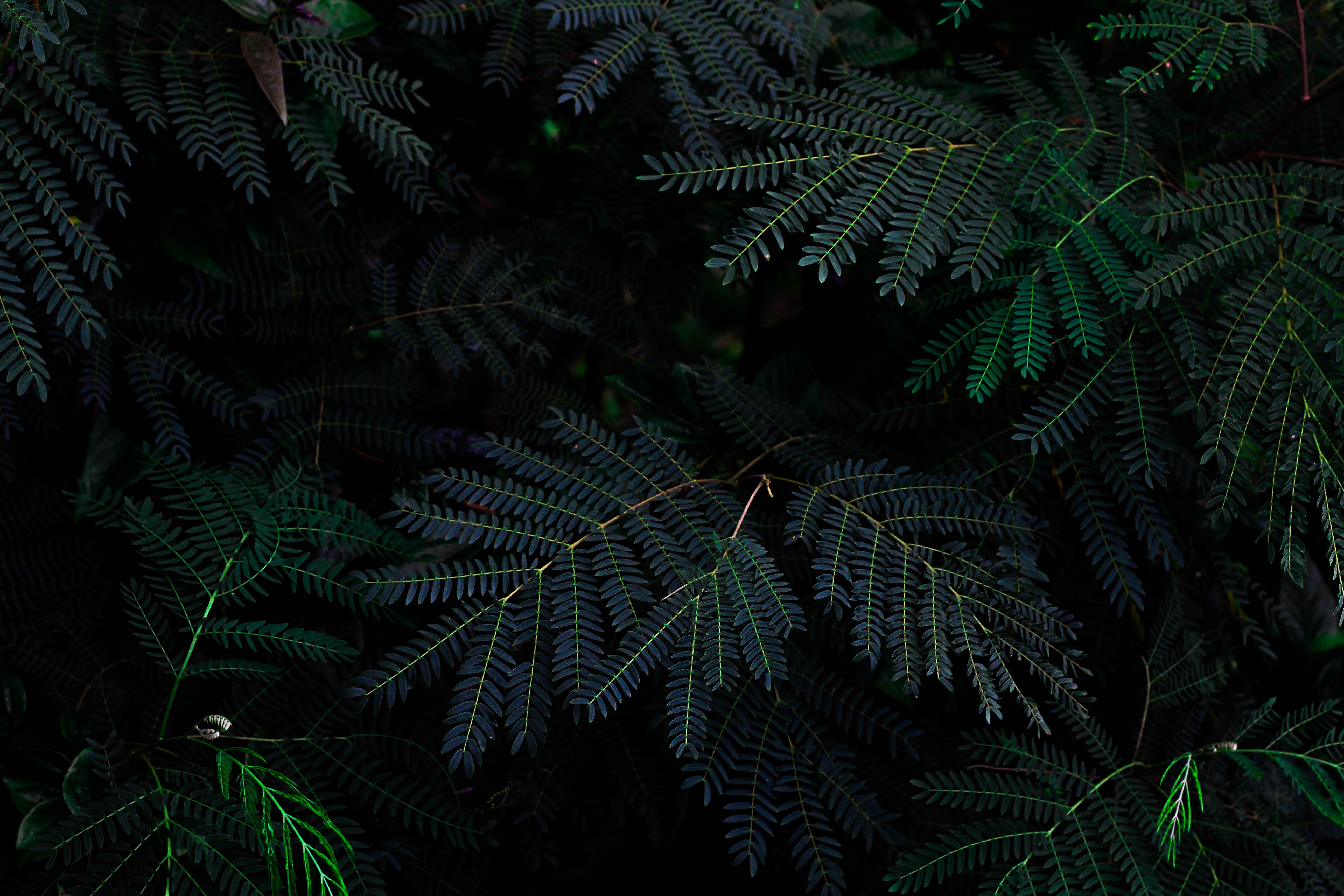 Dark green fern leaves in nature photography HD Wallpaper