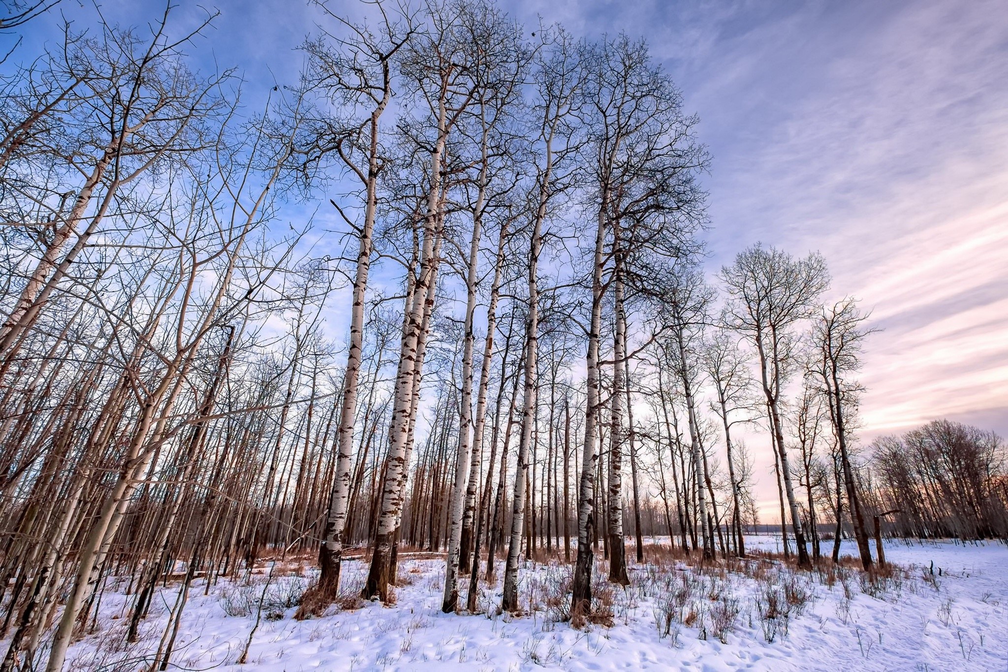Winter forest with snow and bare trees HD Wallpaper