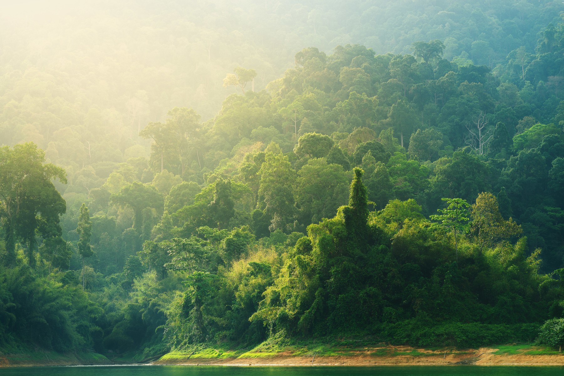 Misty jungle landscape with a river HD Wallpaper