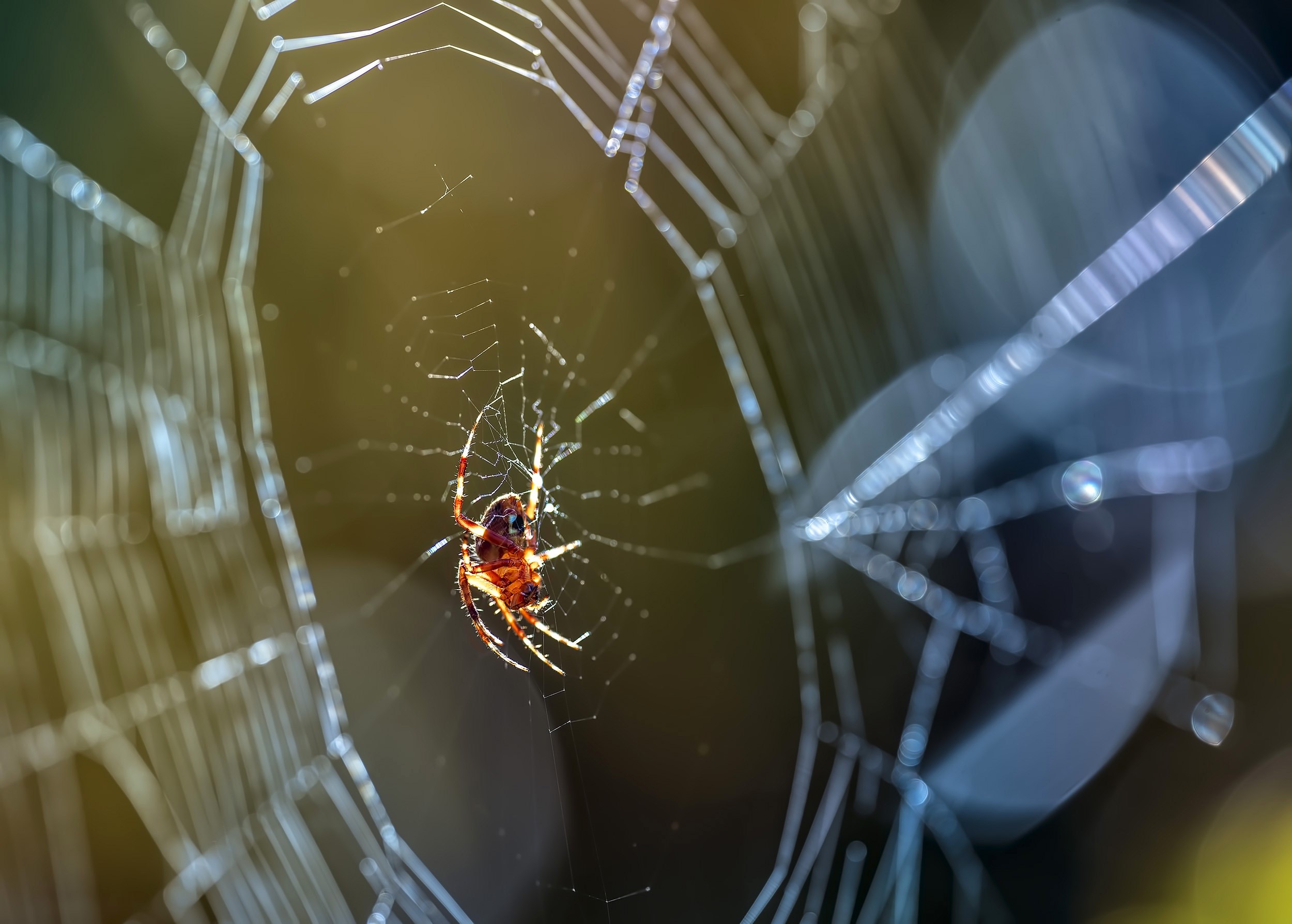 Spider on a web HD Wallpaper