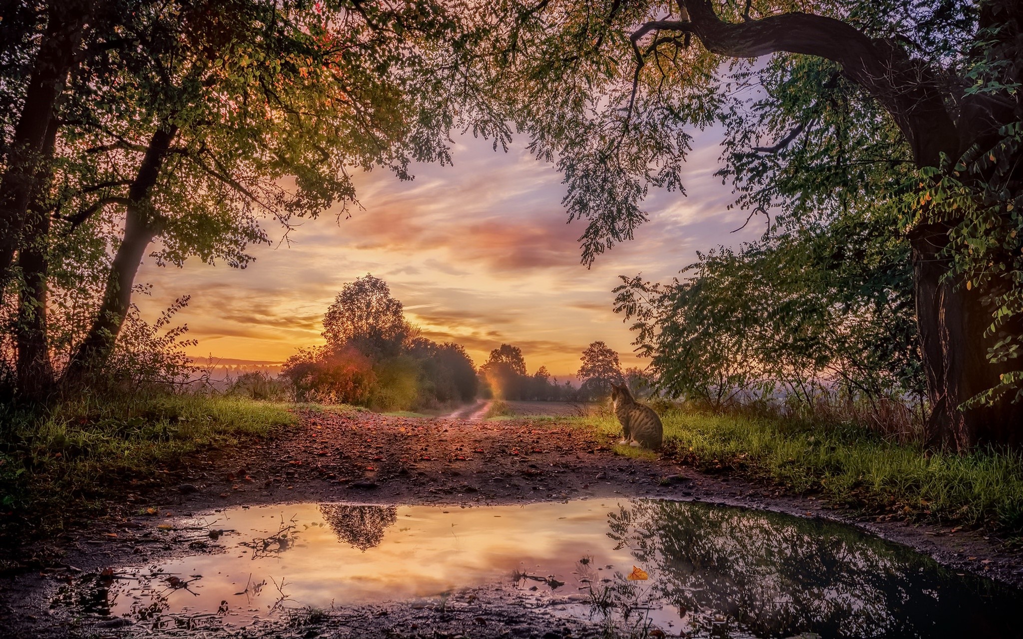 Cat sitting by a puddle at sunrise in a forest HD Wallpaper
