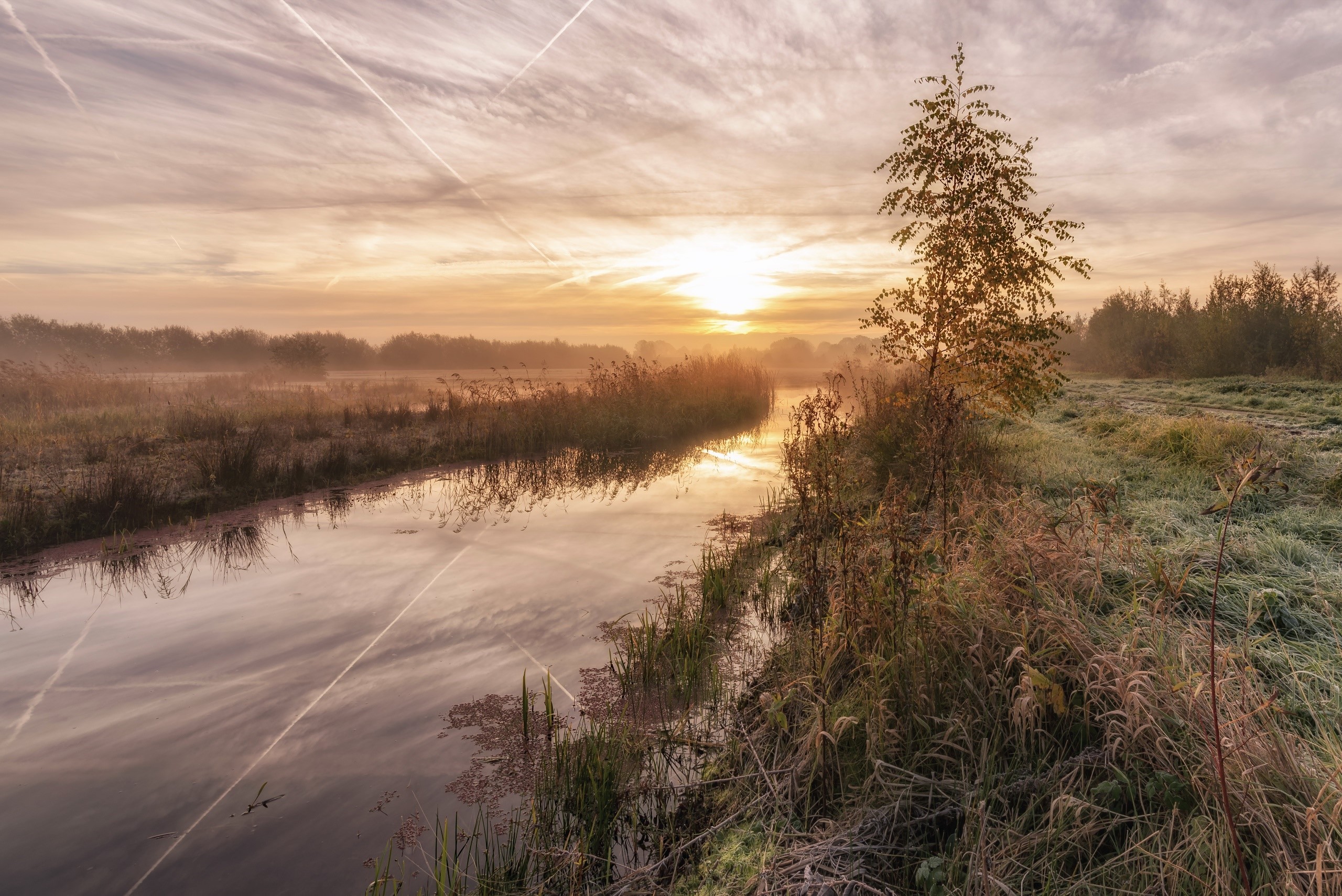 Sunrise over a misty river with reeds and a lone tree HD Wallpaper