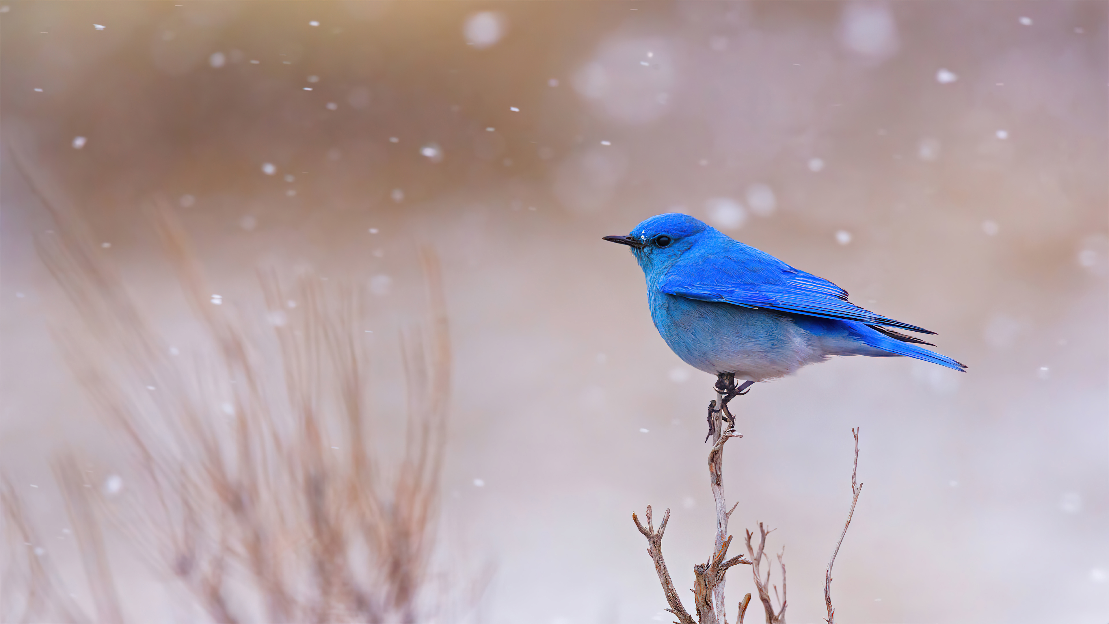 Mountain Bluebird perched on a branch in snow HD Wallpaper