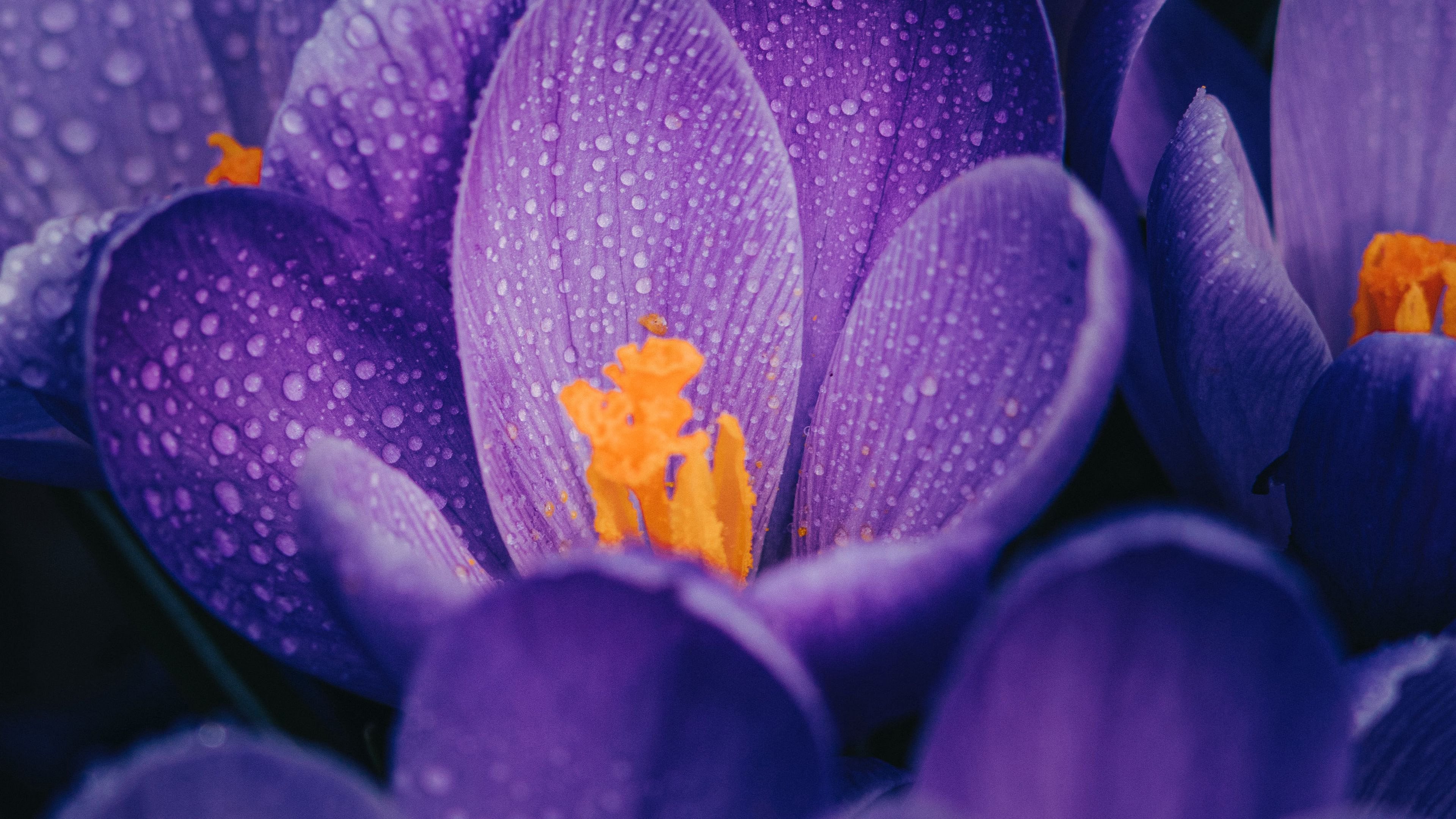 Purple Crocus Flowers with Water Drops 4K HD Wallpaper