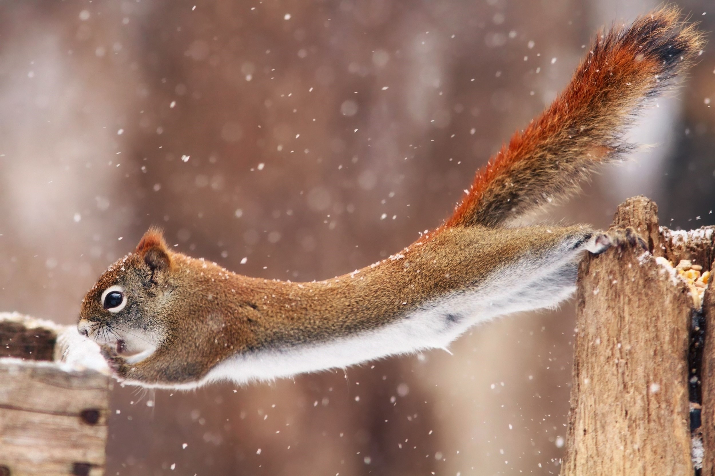 Squirrel jumping in the snow HD Wallpaper