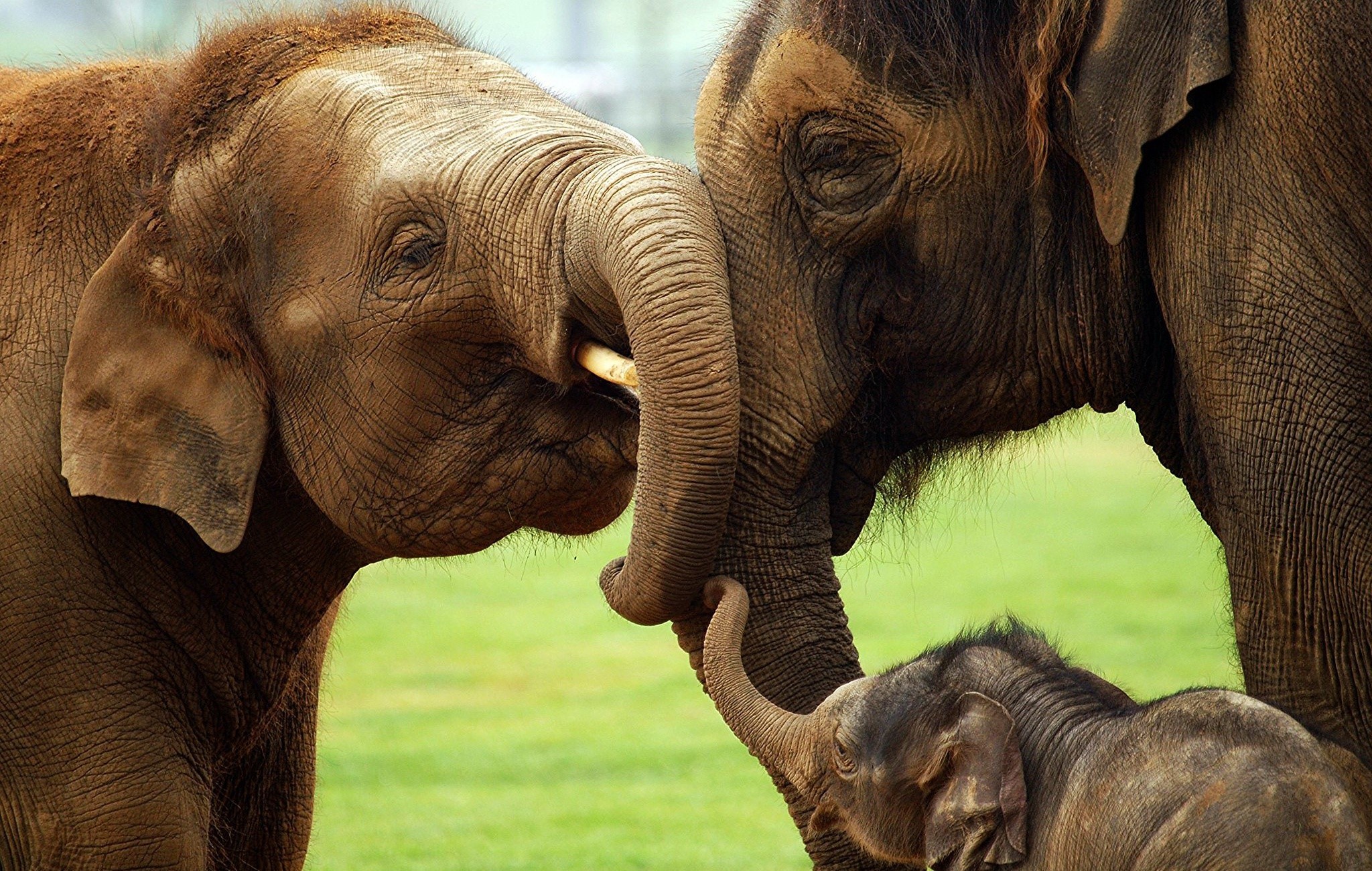 Three elephants, two adults and a baby, touching trunks HD Wallpaper