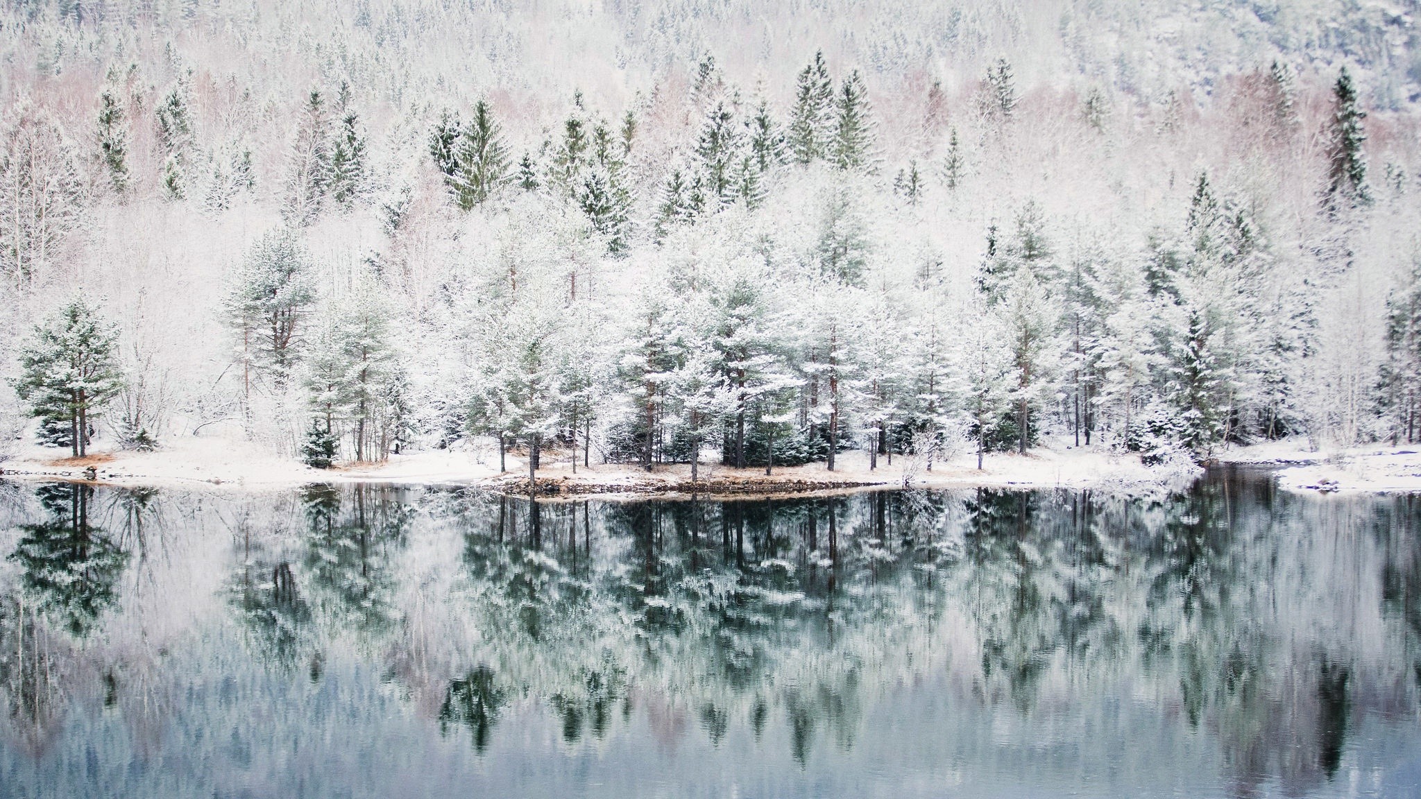 Snow-covered trees reflecting in a calm lake HD Wallpaper