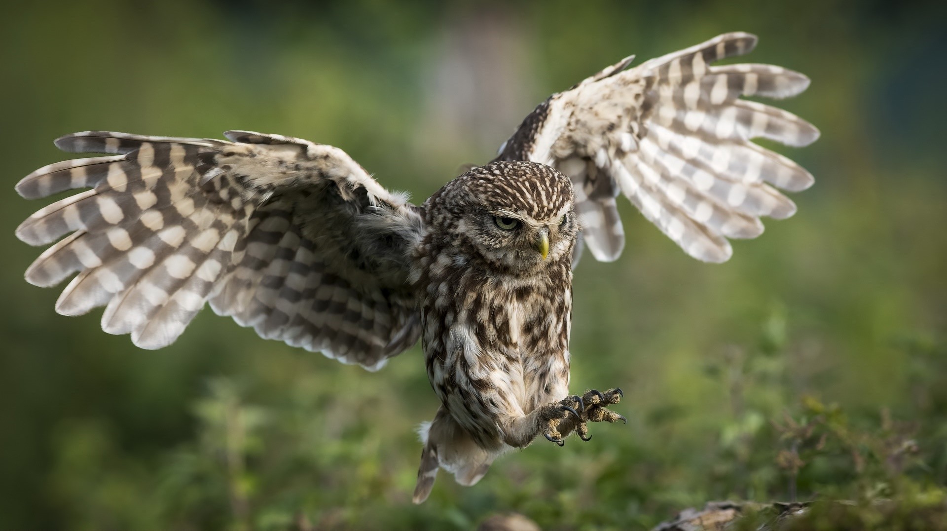 Little owl with wings spread landing HD Wallpaper