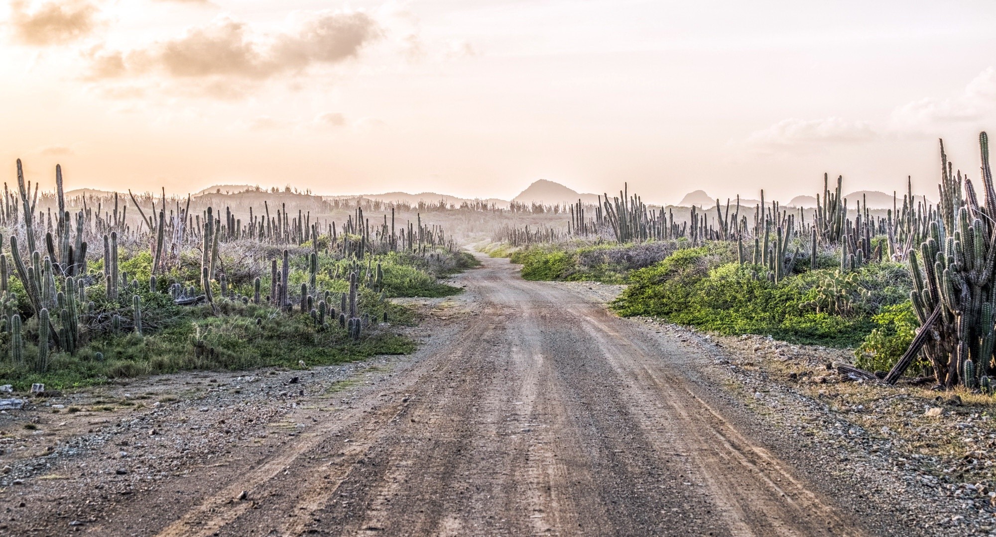 Dirt road through a cactus landscape at sunset HD Wallpaper