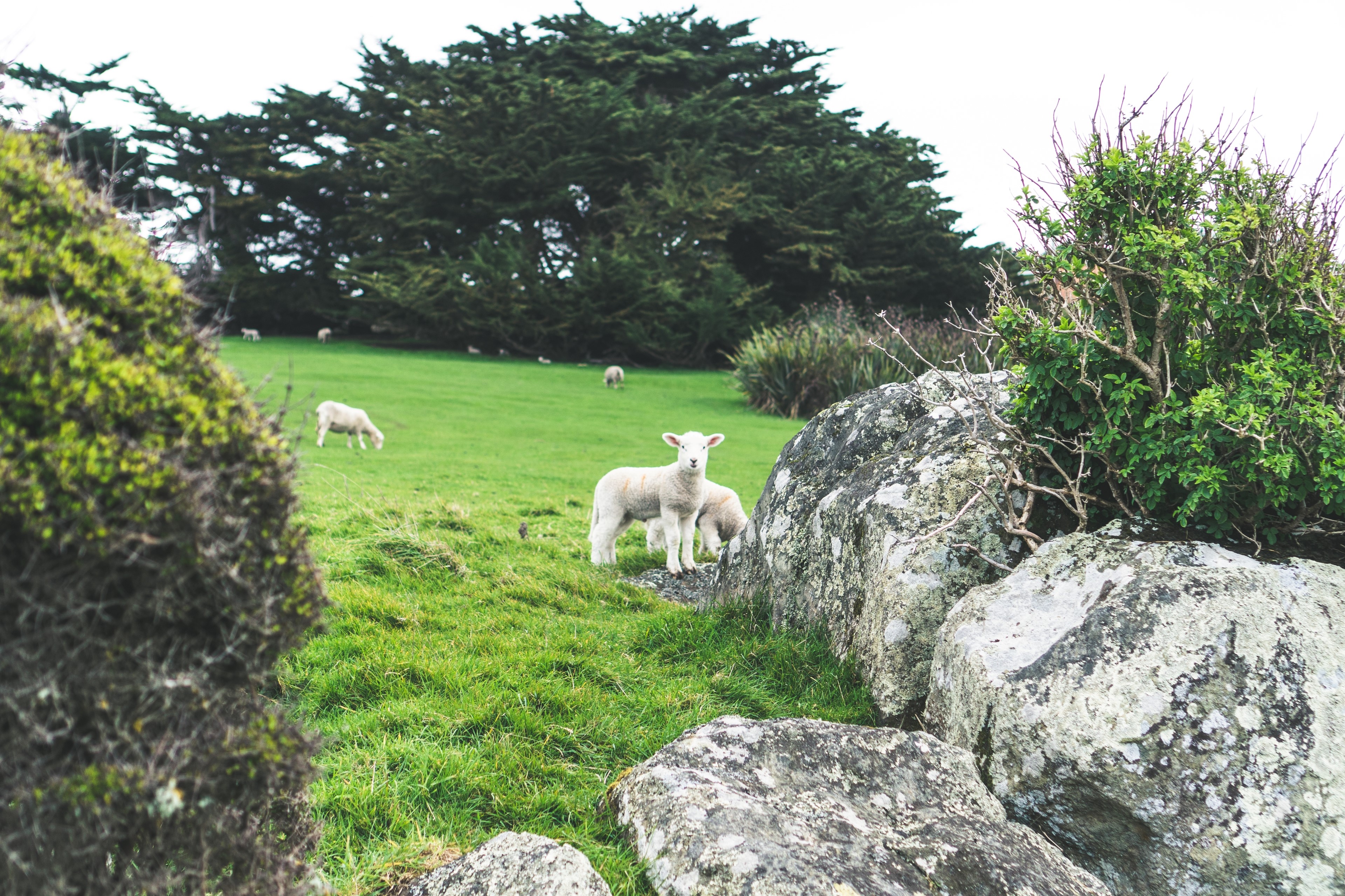 Sheep in a field in New Zealand HD Wallpaper