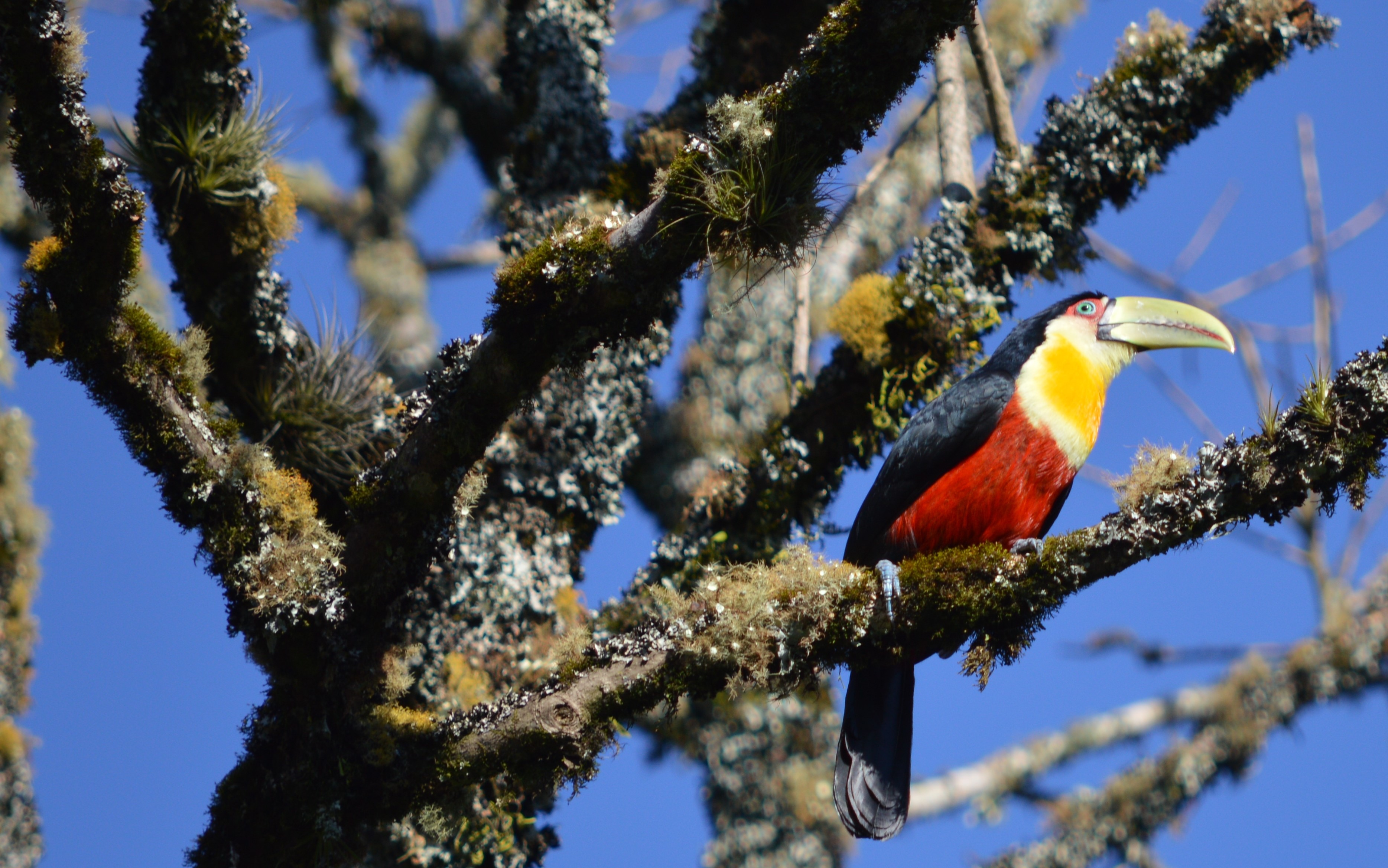 Toucan perched on a mossy tree branch HD Wallpaper