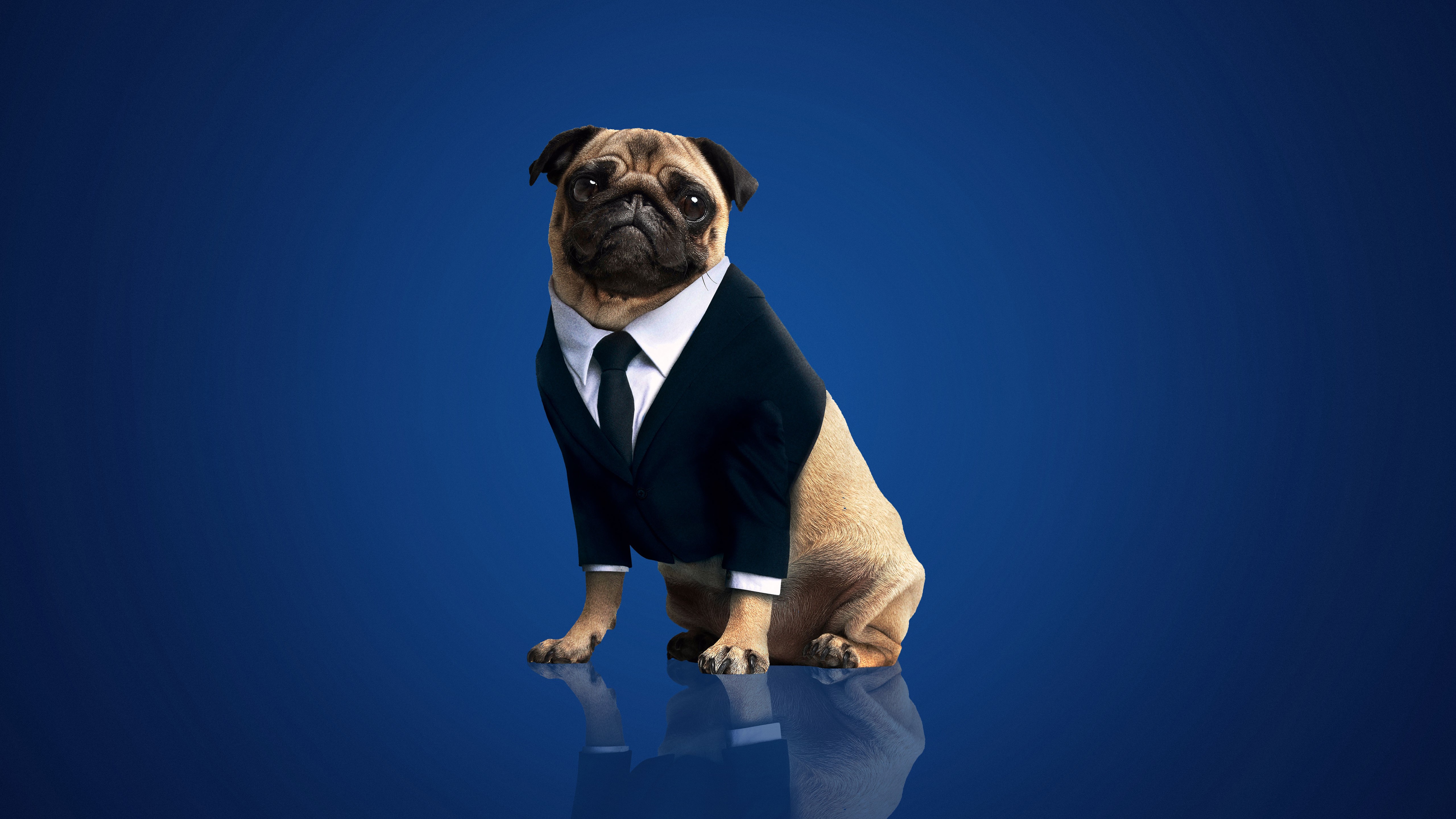 Frank the Pug in a Suit HD Wallpaper
