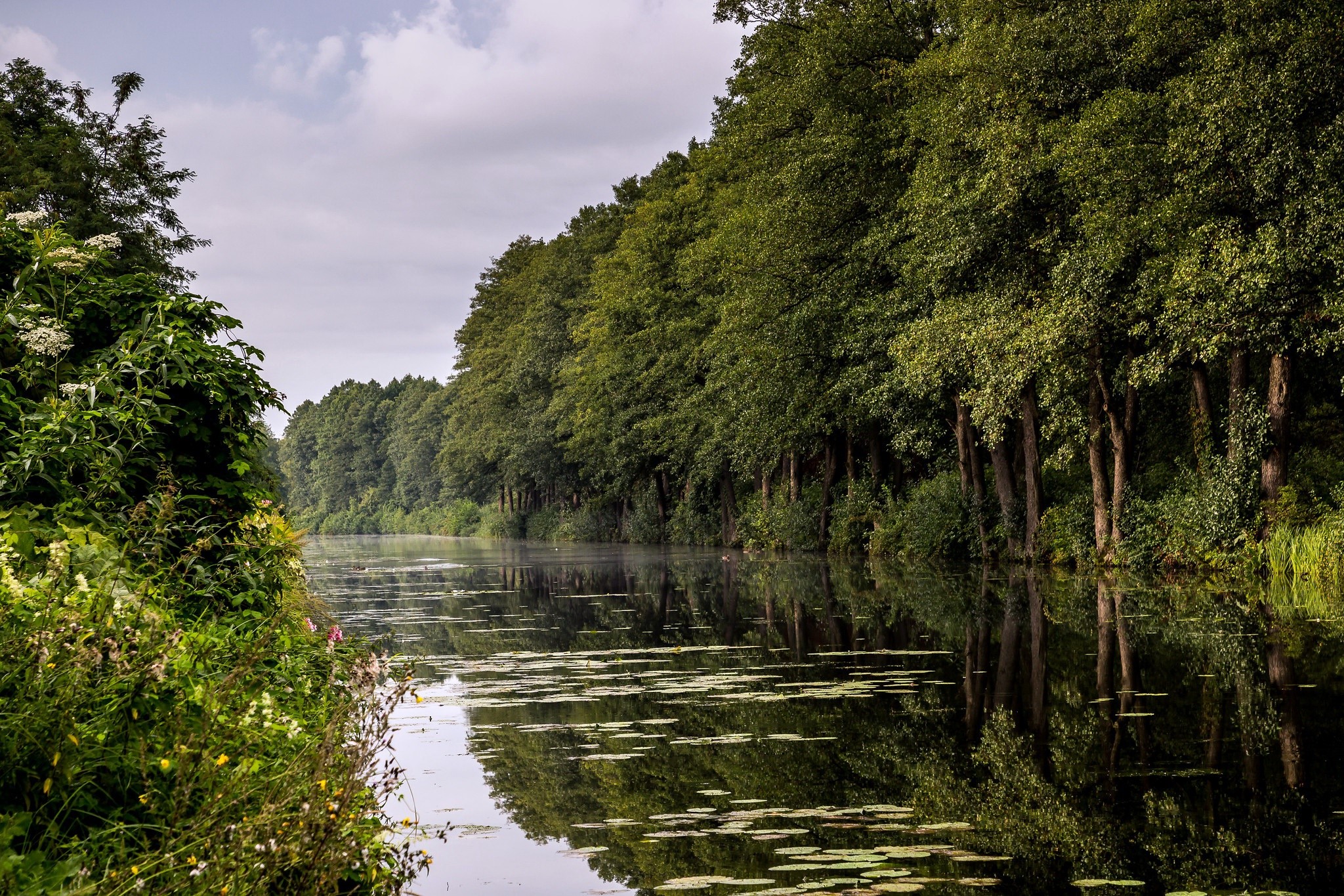 A calm river flows through a dense forest with trees lining the banks. HD Wallpaper