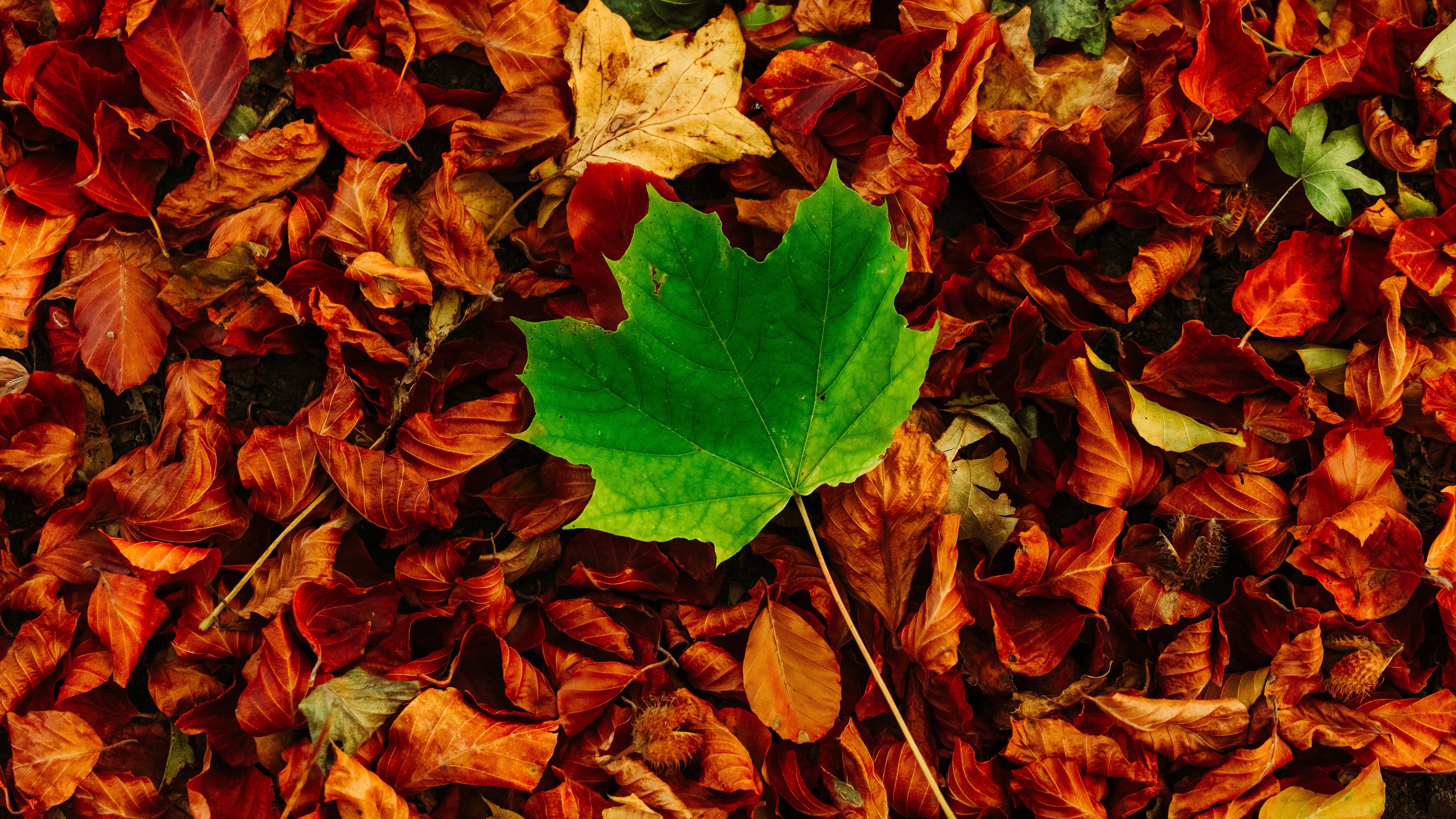 4K fallen leaves in fall HD Wallpaper