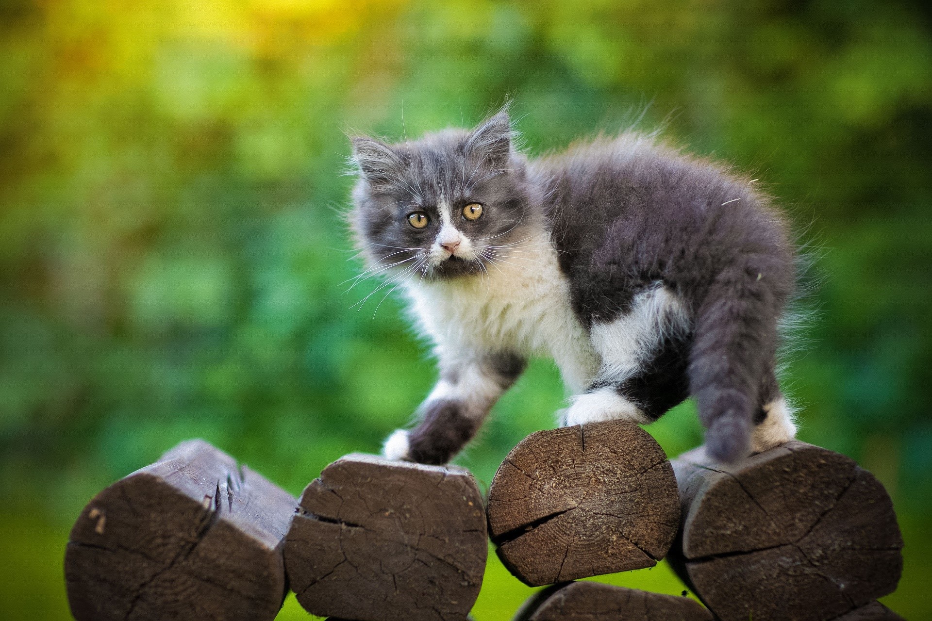 A fluffy gray and white kitten on logs HD Wallpaper