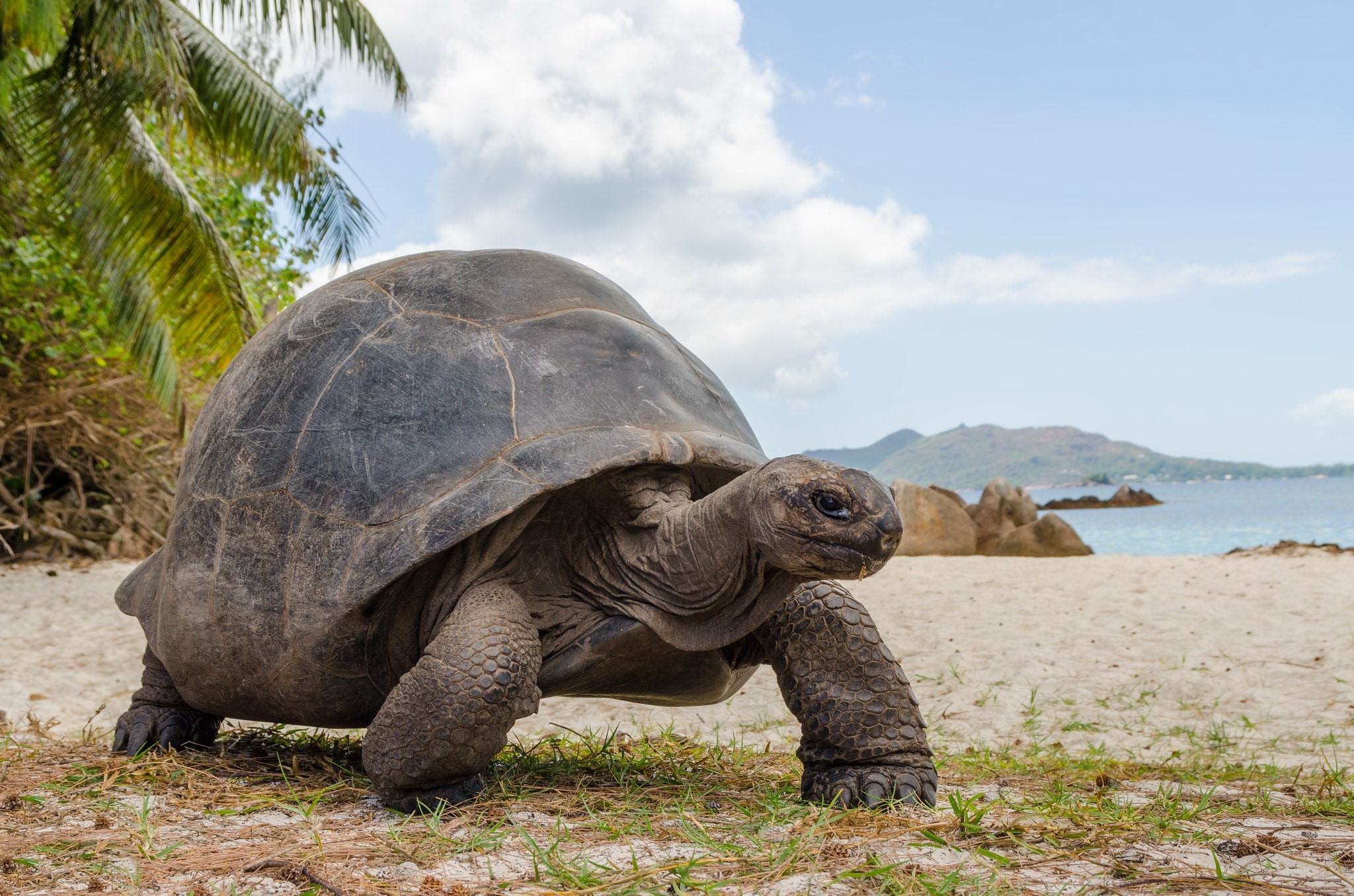 Giant tortoise walking on a sandy beach HD Wallpaper