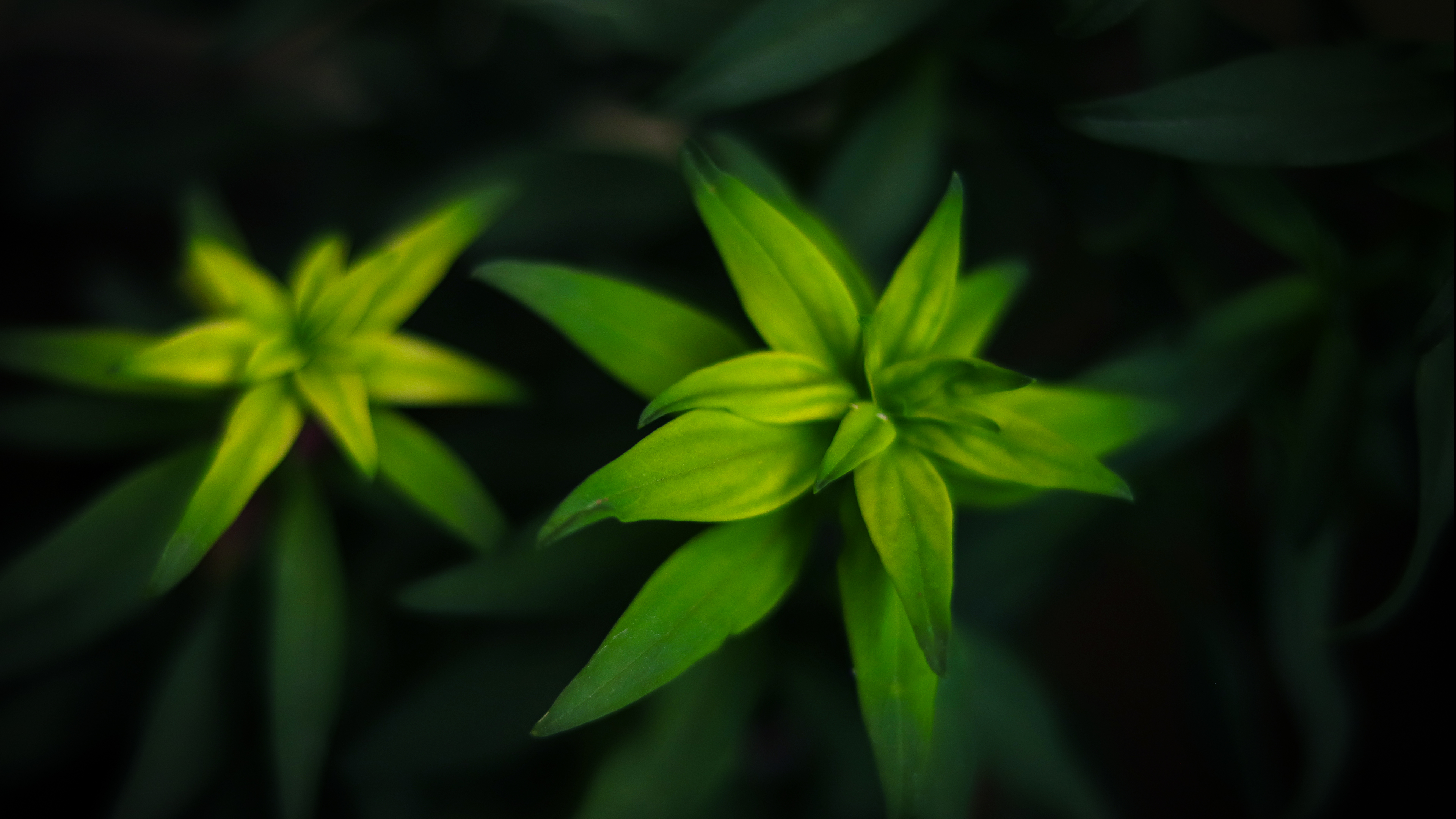 Moody green leaves with a dark background HD Wallpaper