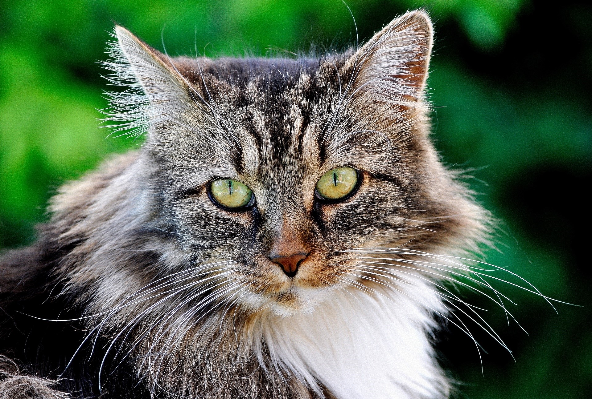 Close-up of a fluffy tabby cat with green eyes HD Wallpaper