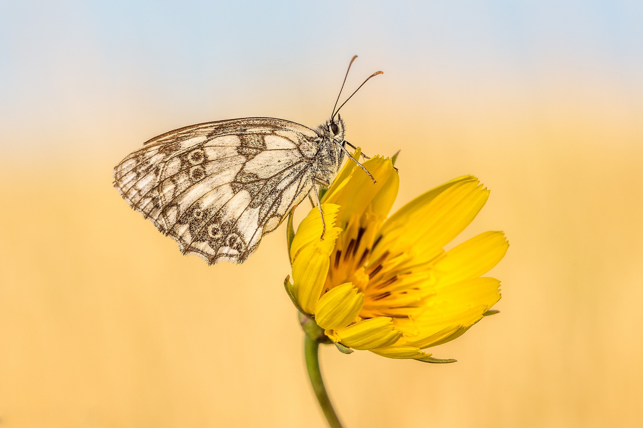 Marbled White butterfly on a yellow flower HD Wallpaper