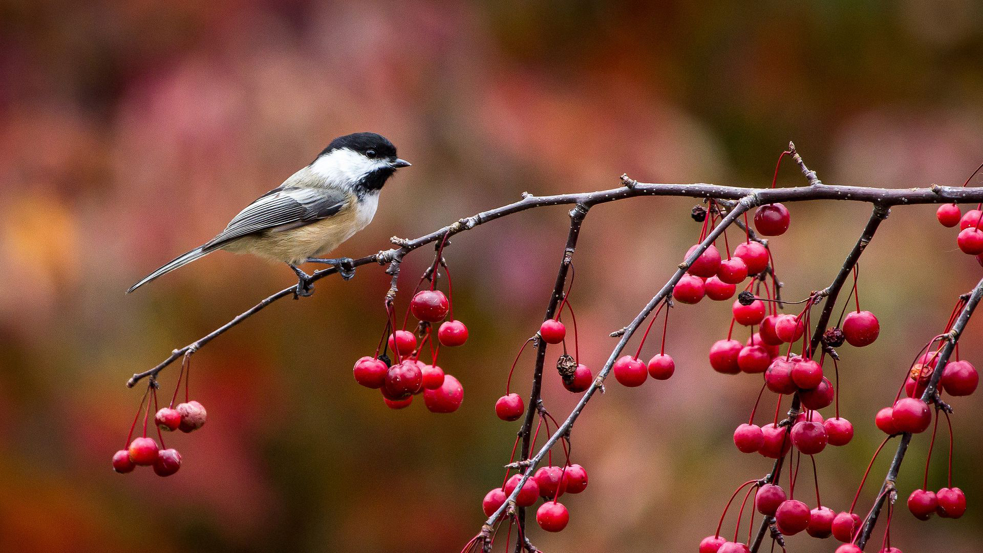 Black-capped Chickadee on a branch with red berries HD Wallpaper