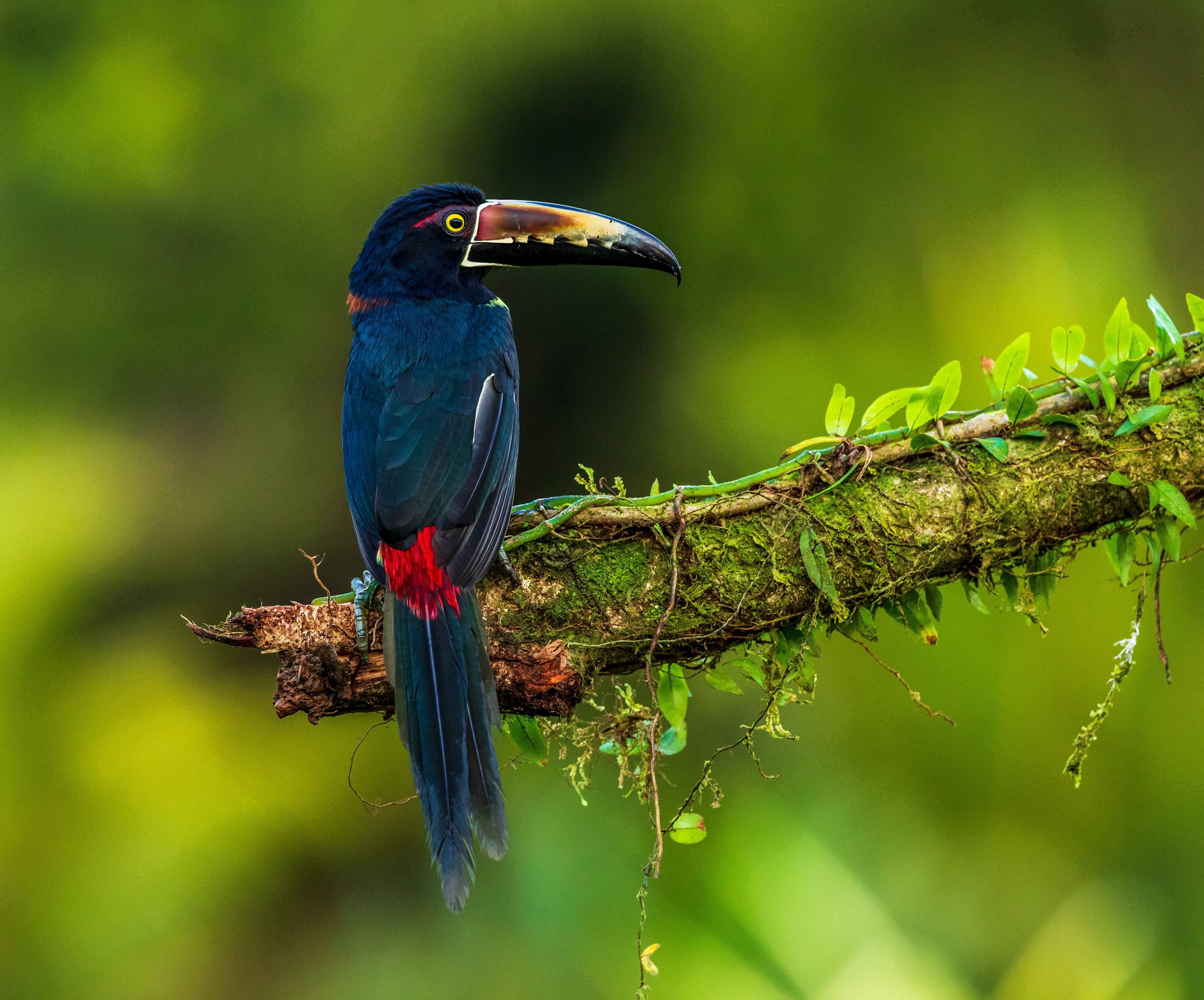 Collared Aracari perched on a mossy branch HD Wallpaper