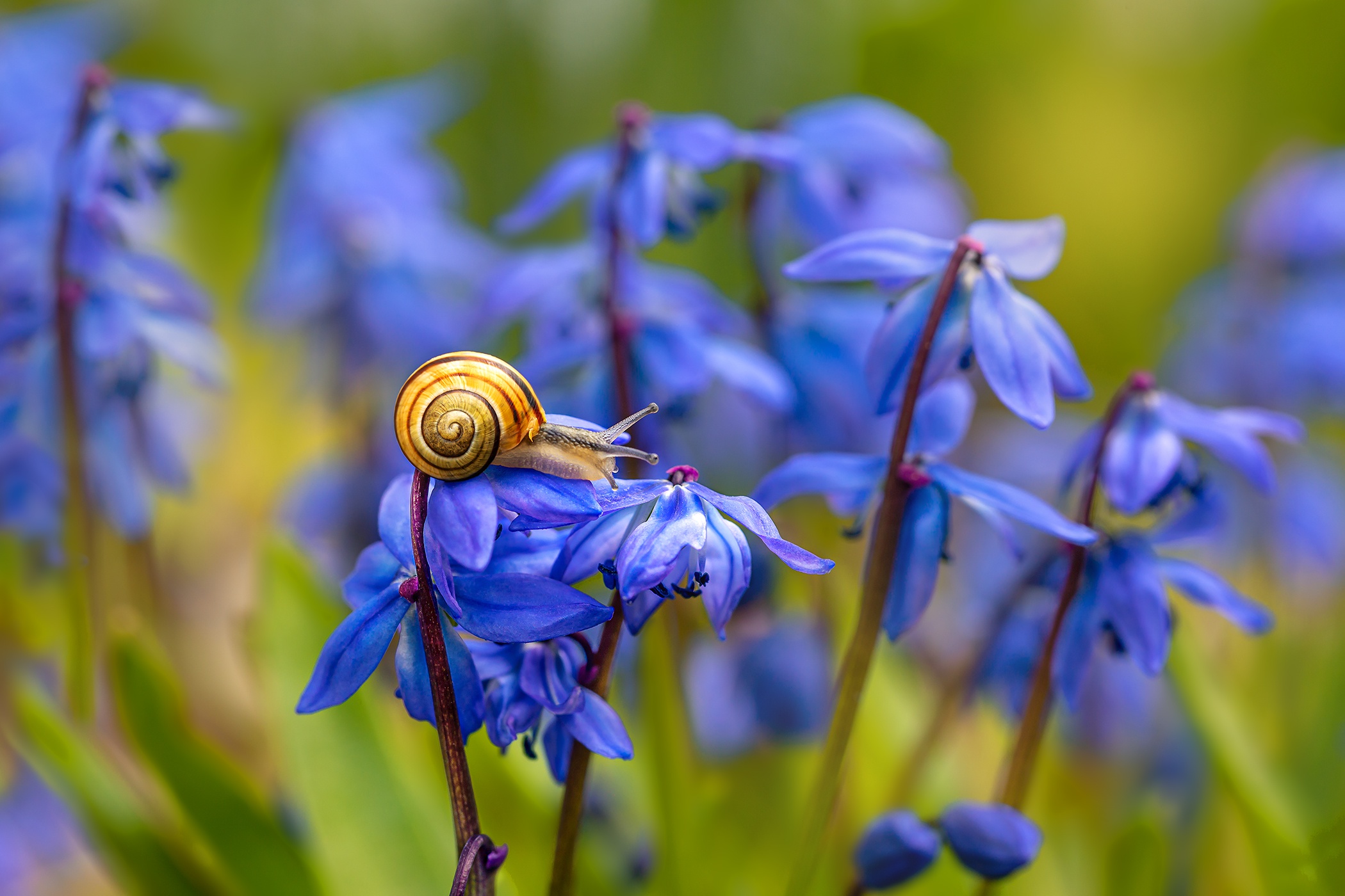Snail on a blue flower HD Wallpaper