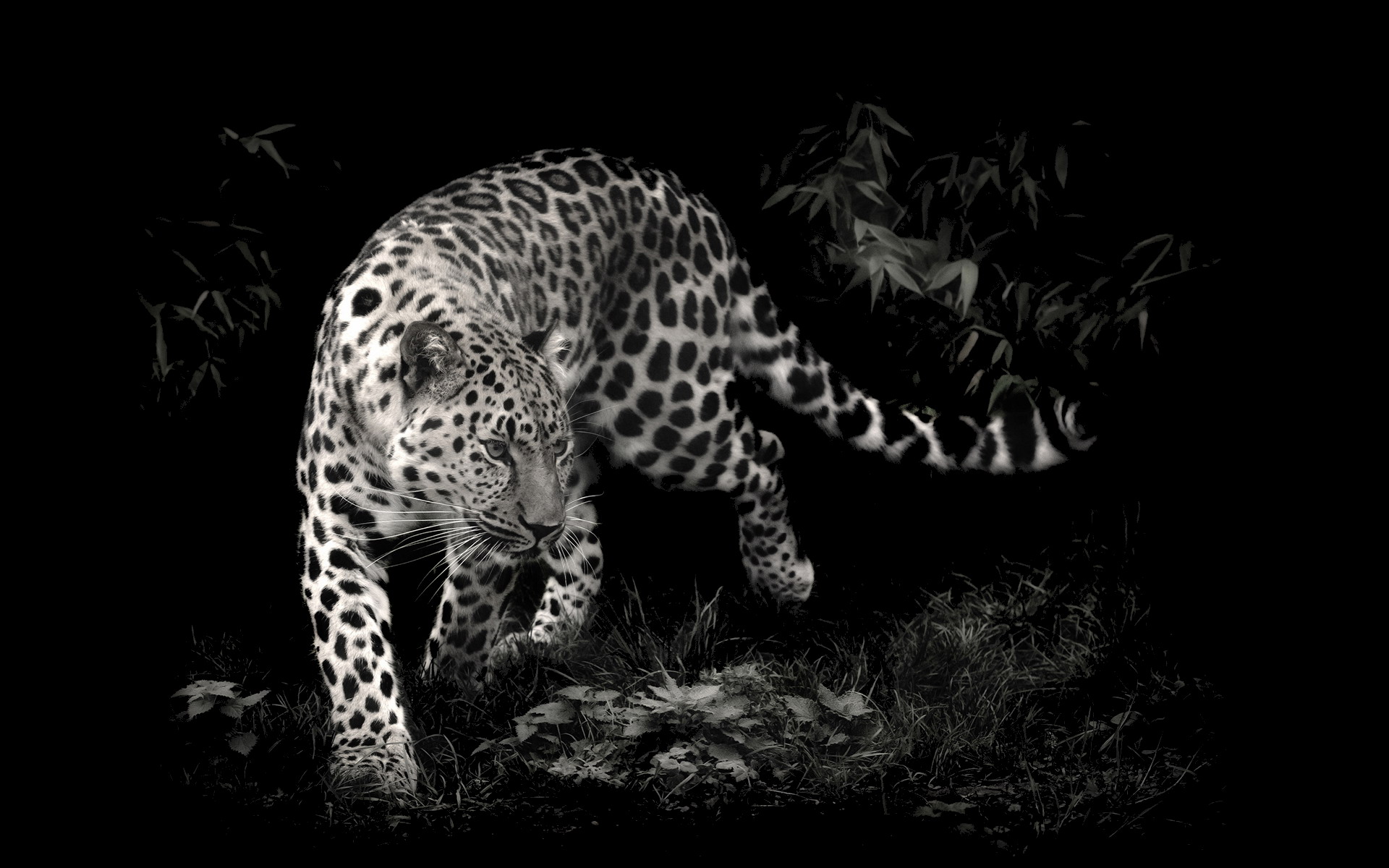 Leopard walking in dark forest HD Wallpaper