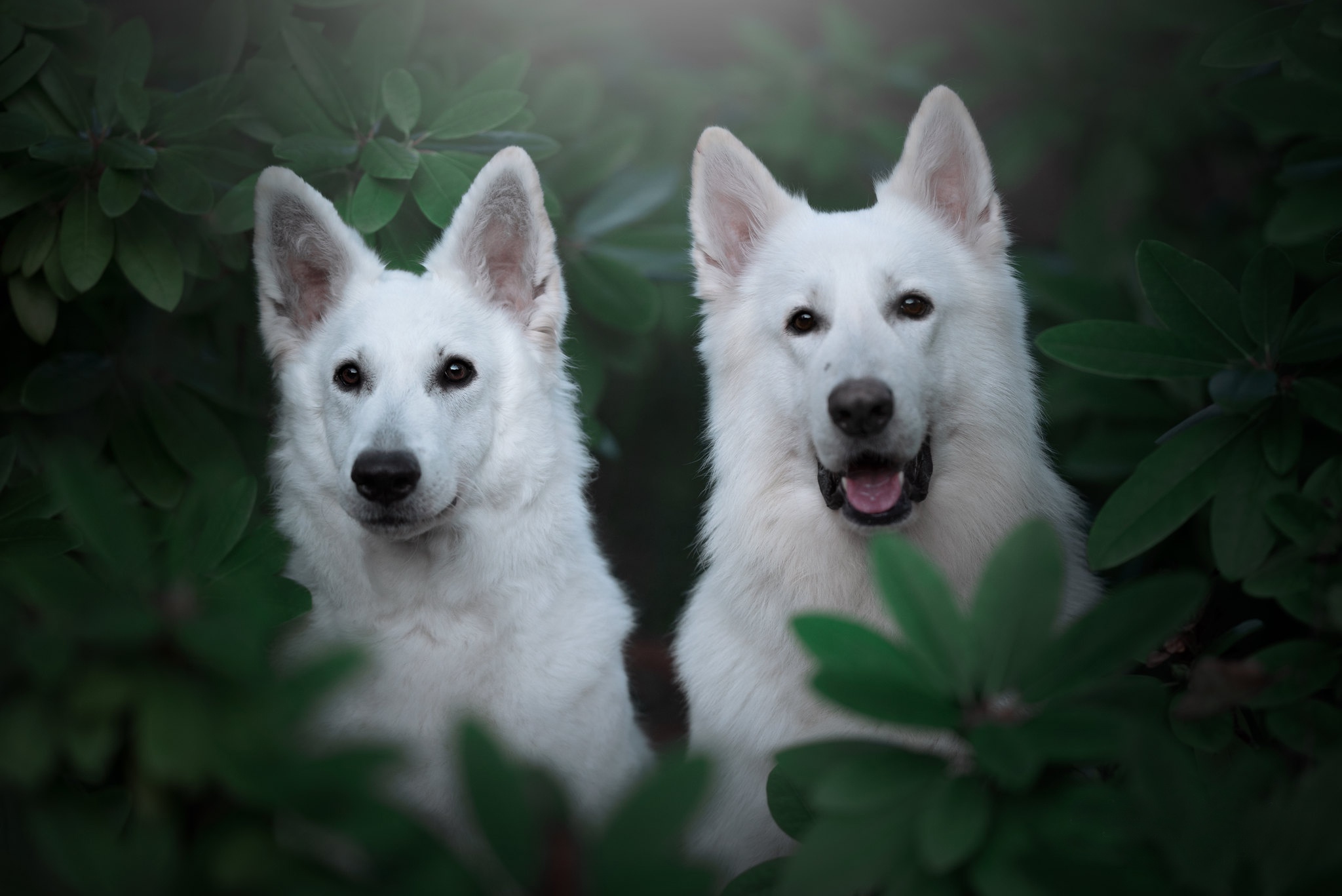 Two White German Shepherds in Green Foliage HD Wallpaper