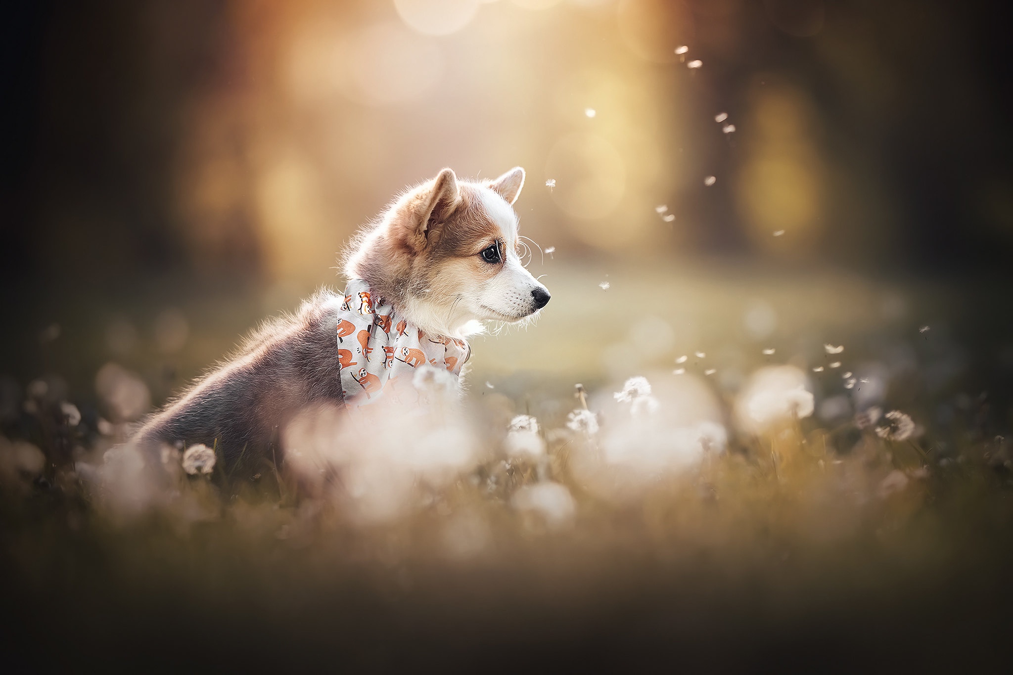 Puppy wearing a bandana in a field of dandelions HD Wallpaper