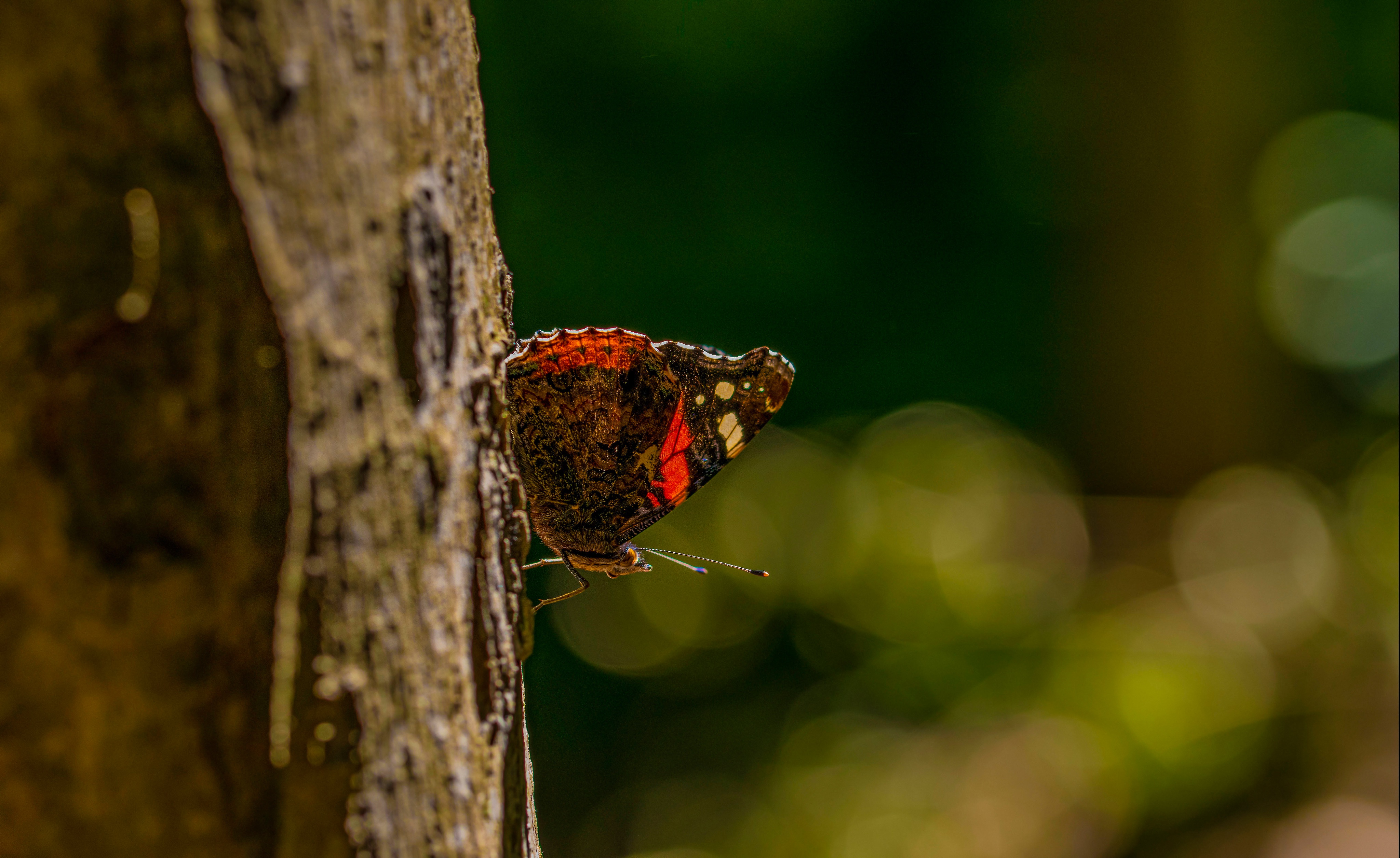 Red Admiral Butterfly on Tree Bark HD Wallpaper