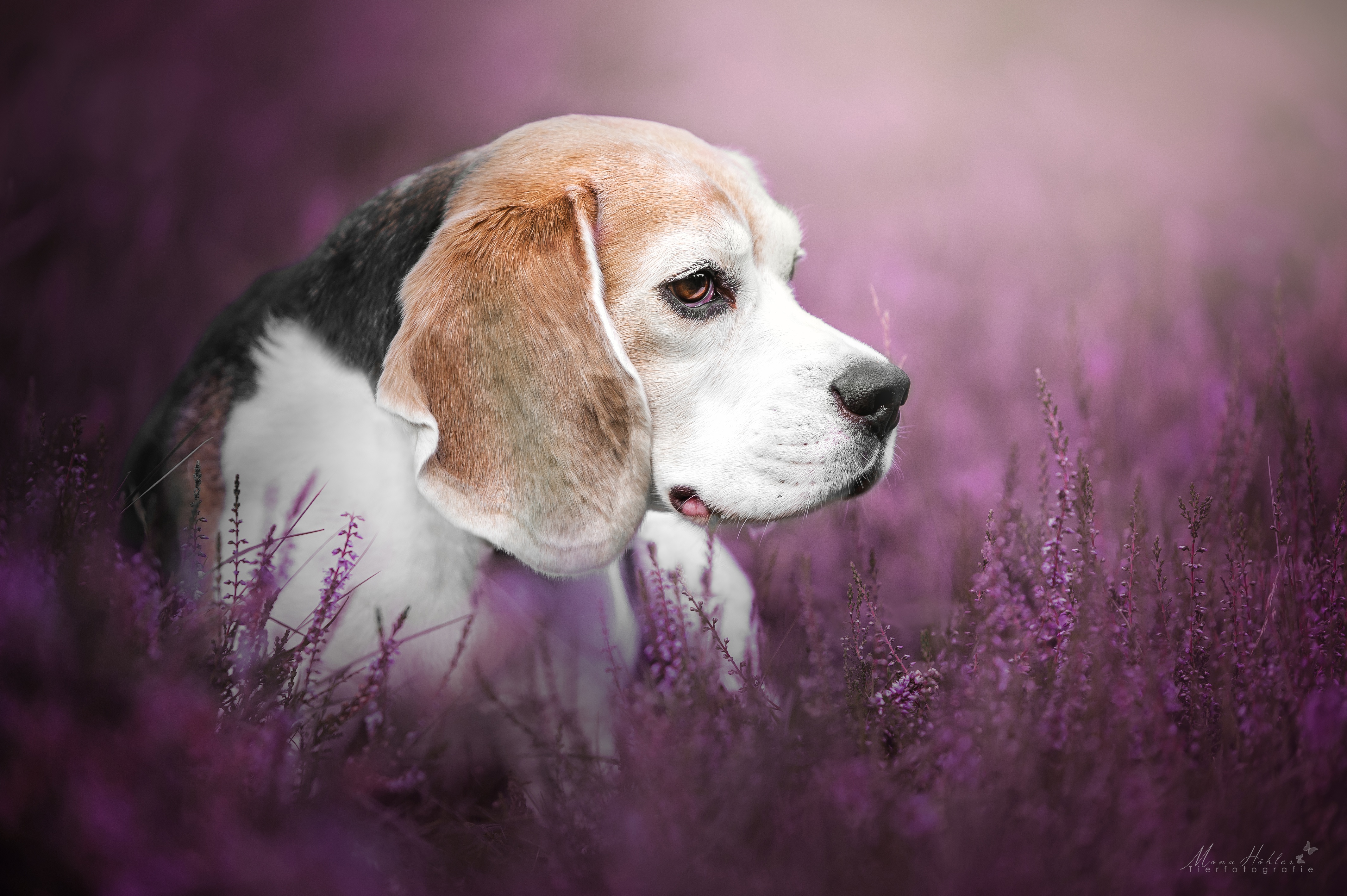 Beagle dog in a field of heather HD Wallpaper