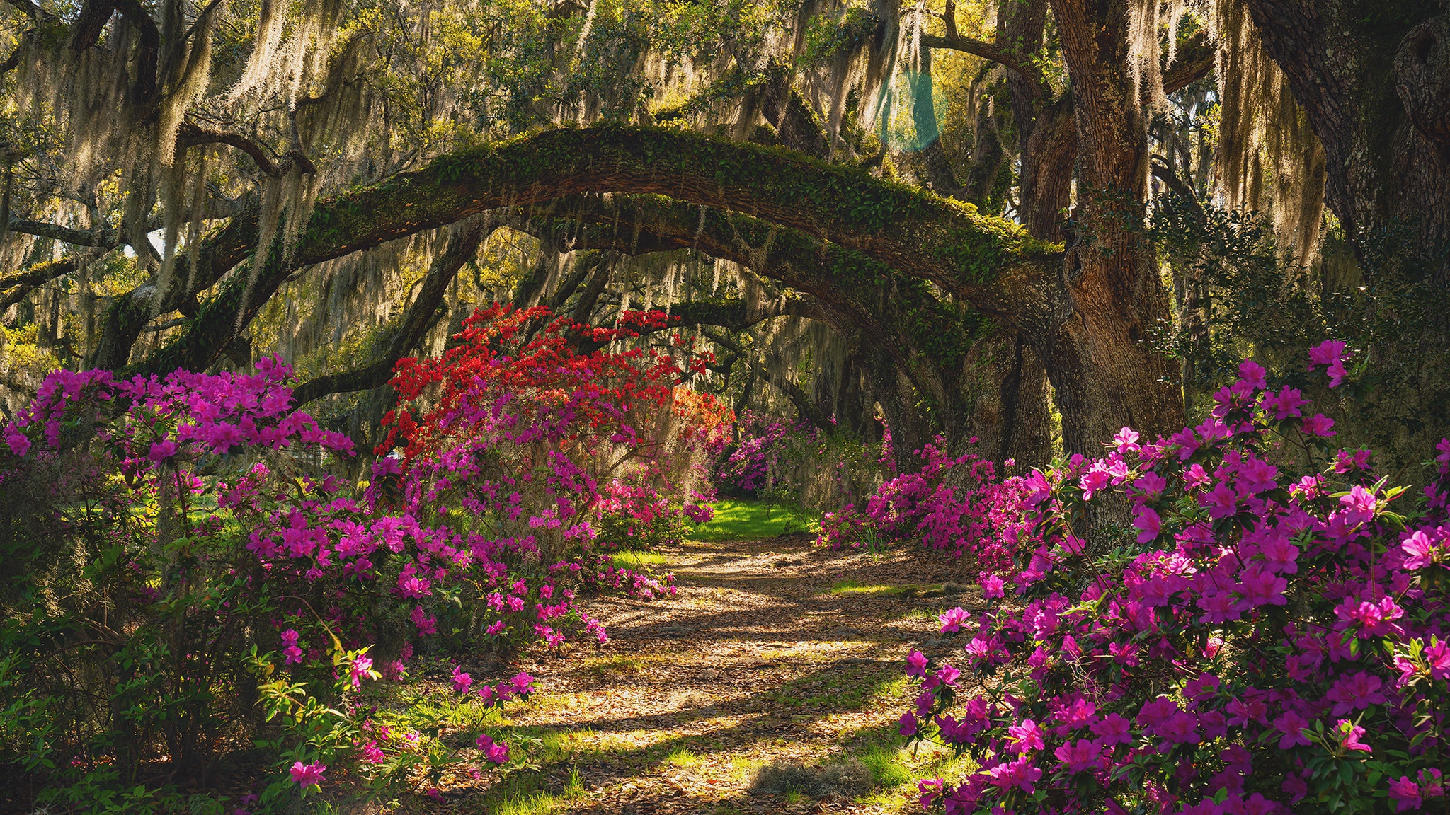 A path through a blooming garden with moss-covered trees HD Wallpaper