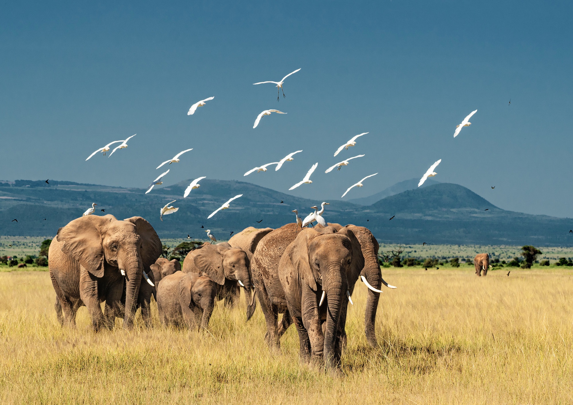 Herd of elephants and birds in a savanna HD Wallpaper