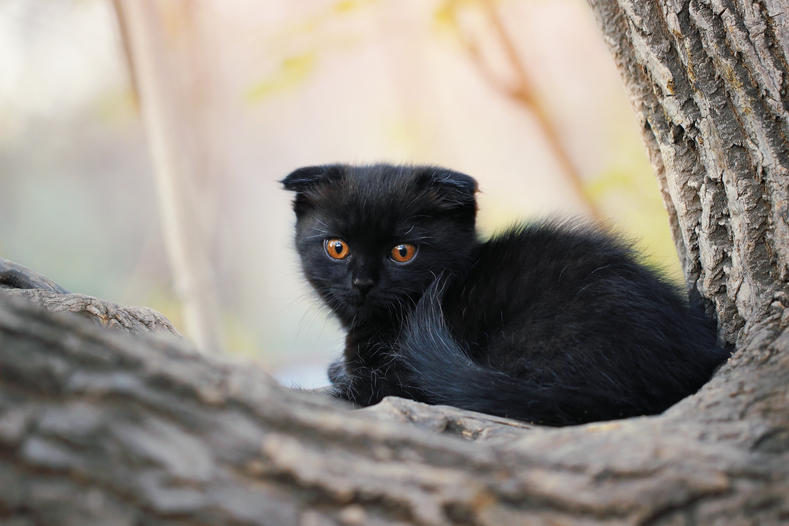 Black kitten with orange eyes sitting on a tree branch HD Wallpaper