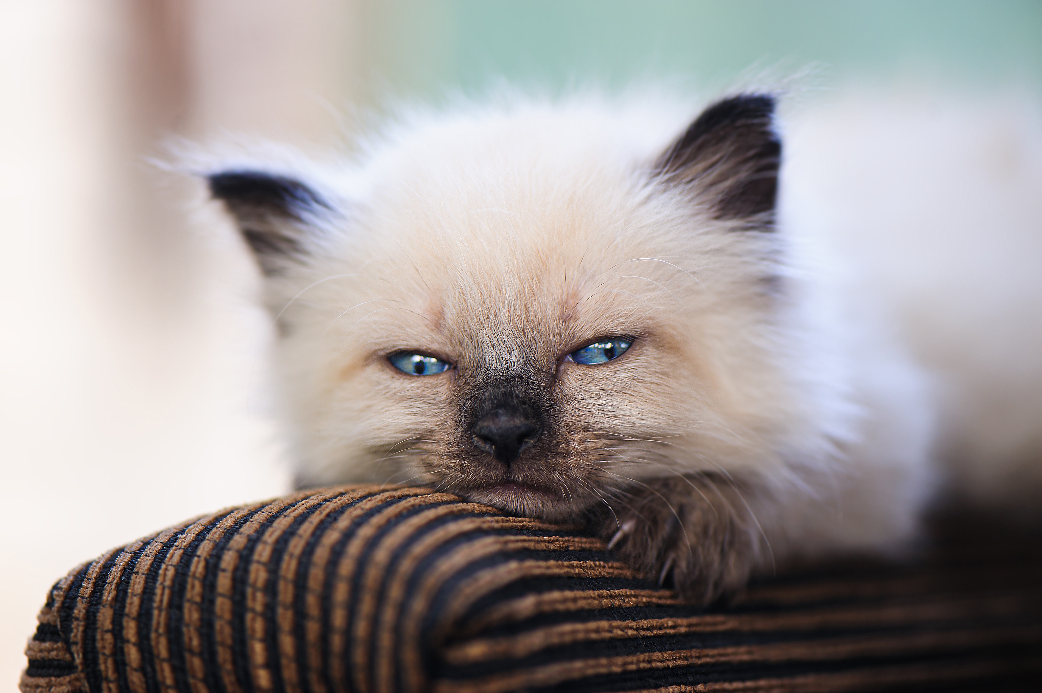 Fluffy kitten with blue eyes resting on a striped cushion HD Wallpaper