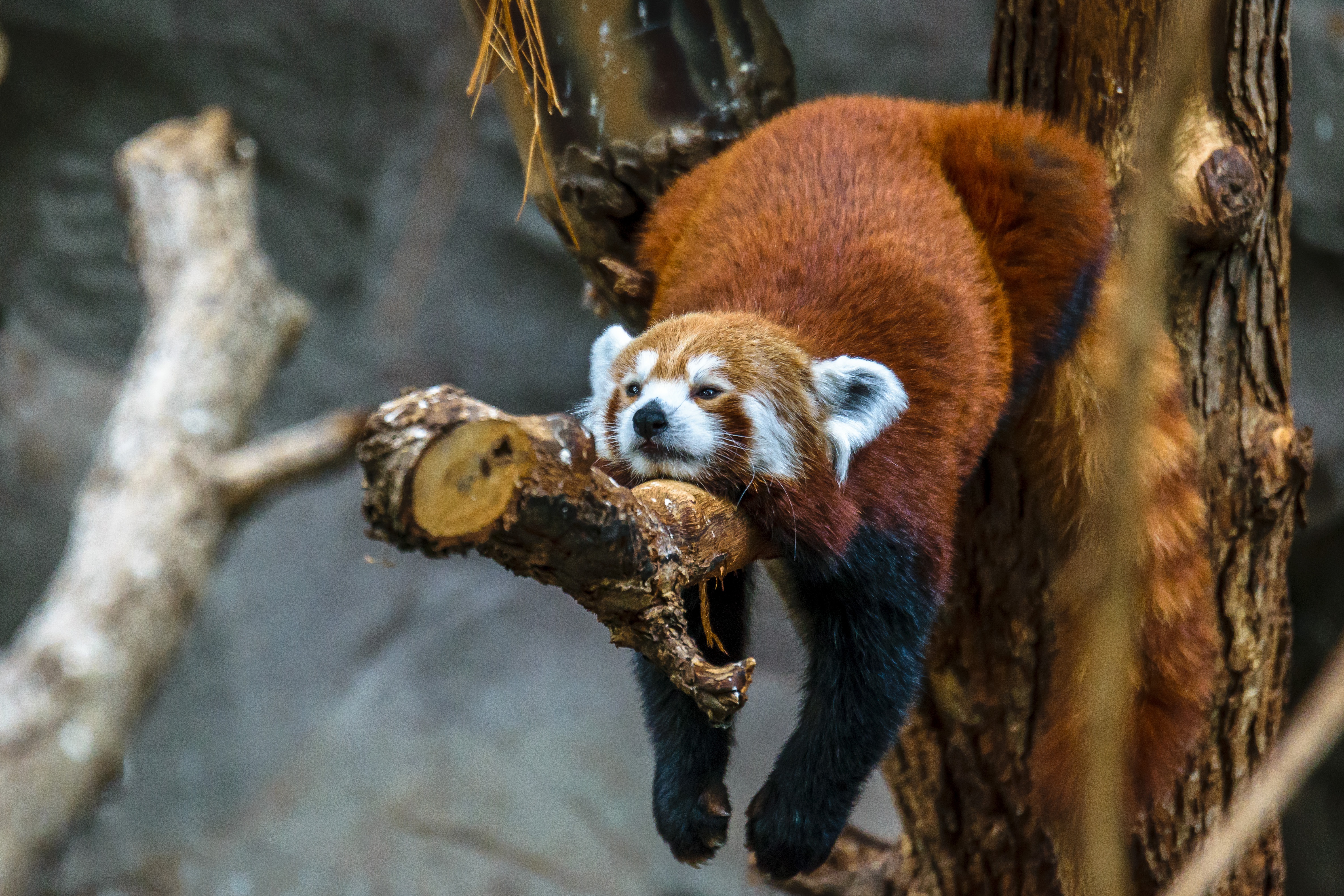 Red Panda resting on a tree branch HD Wallpaper