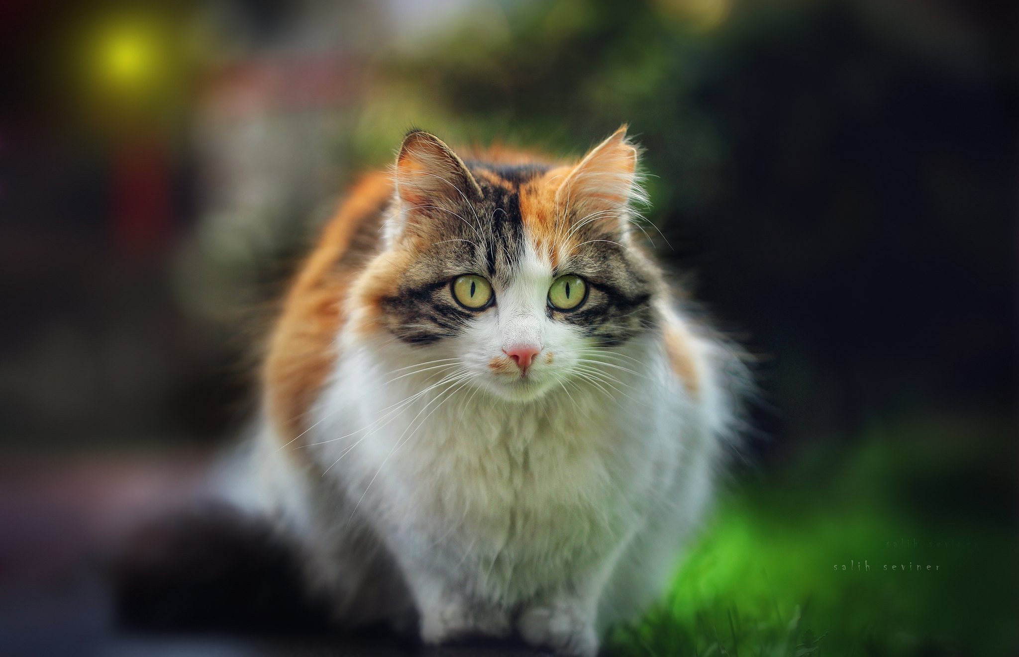 Calico cat with green eyes looking at the camera HD Wallpaper