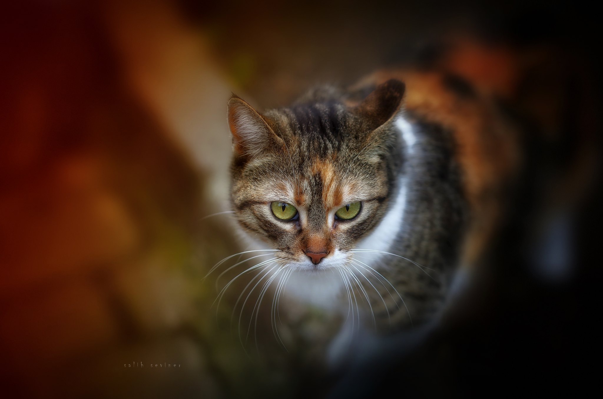 Close-up of a calico cat with green eyes HD Wallpaper