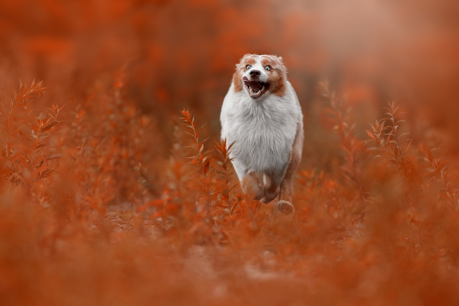 Australian Shepherd dog running through orange foliage HD Wallpaper